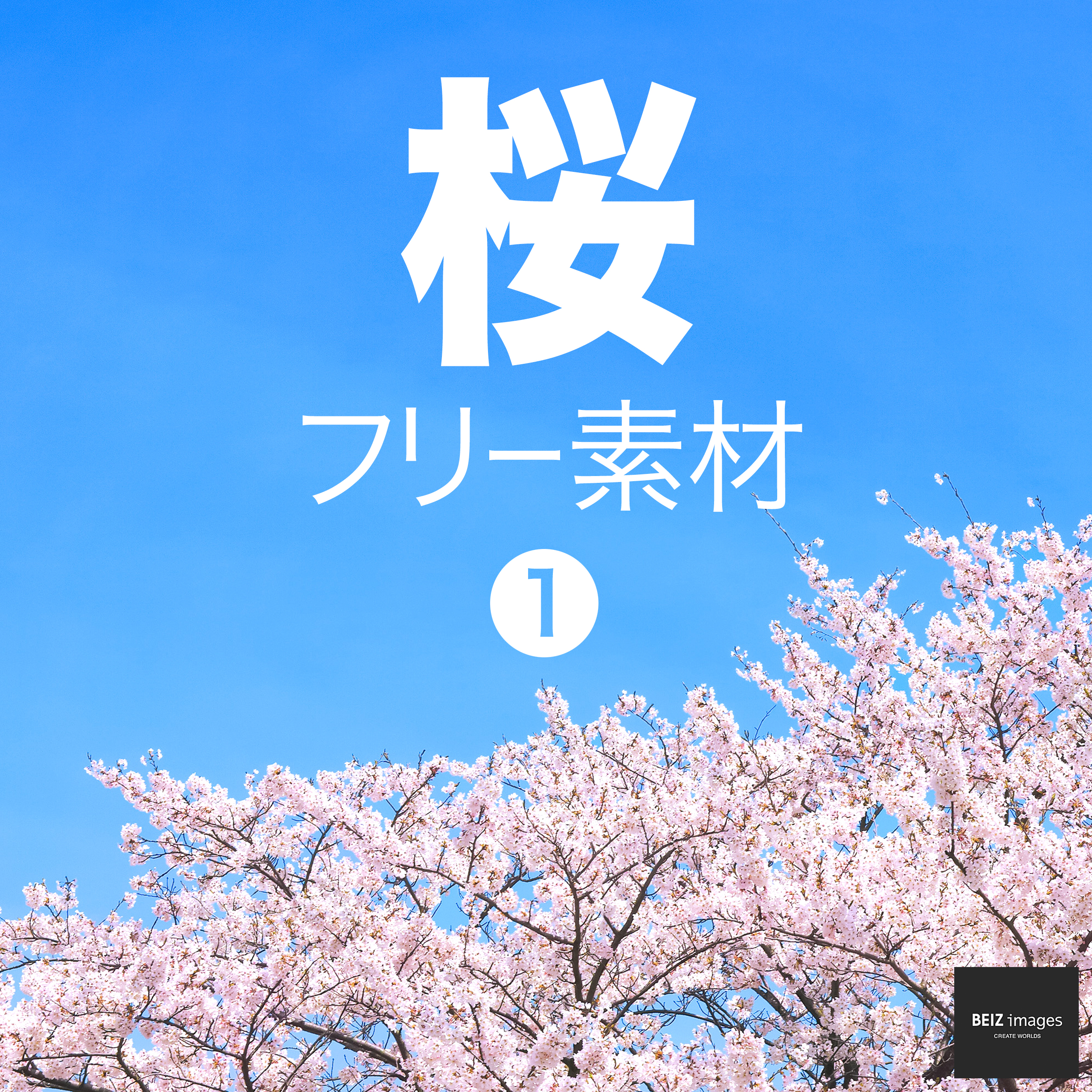 桜 フリー素材 1