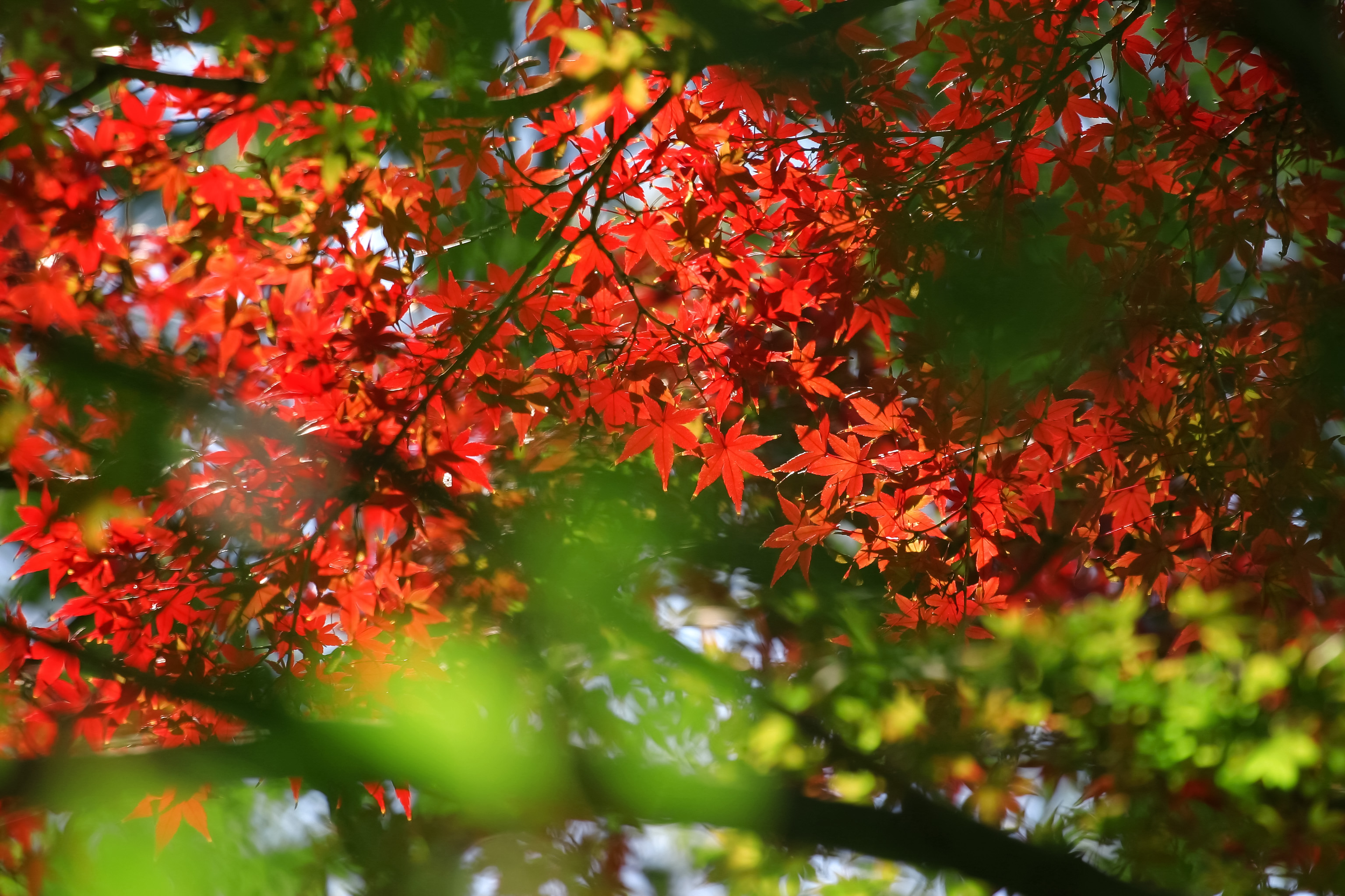 紅葉