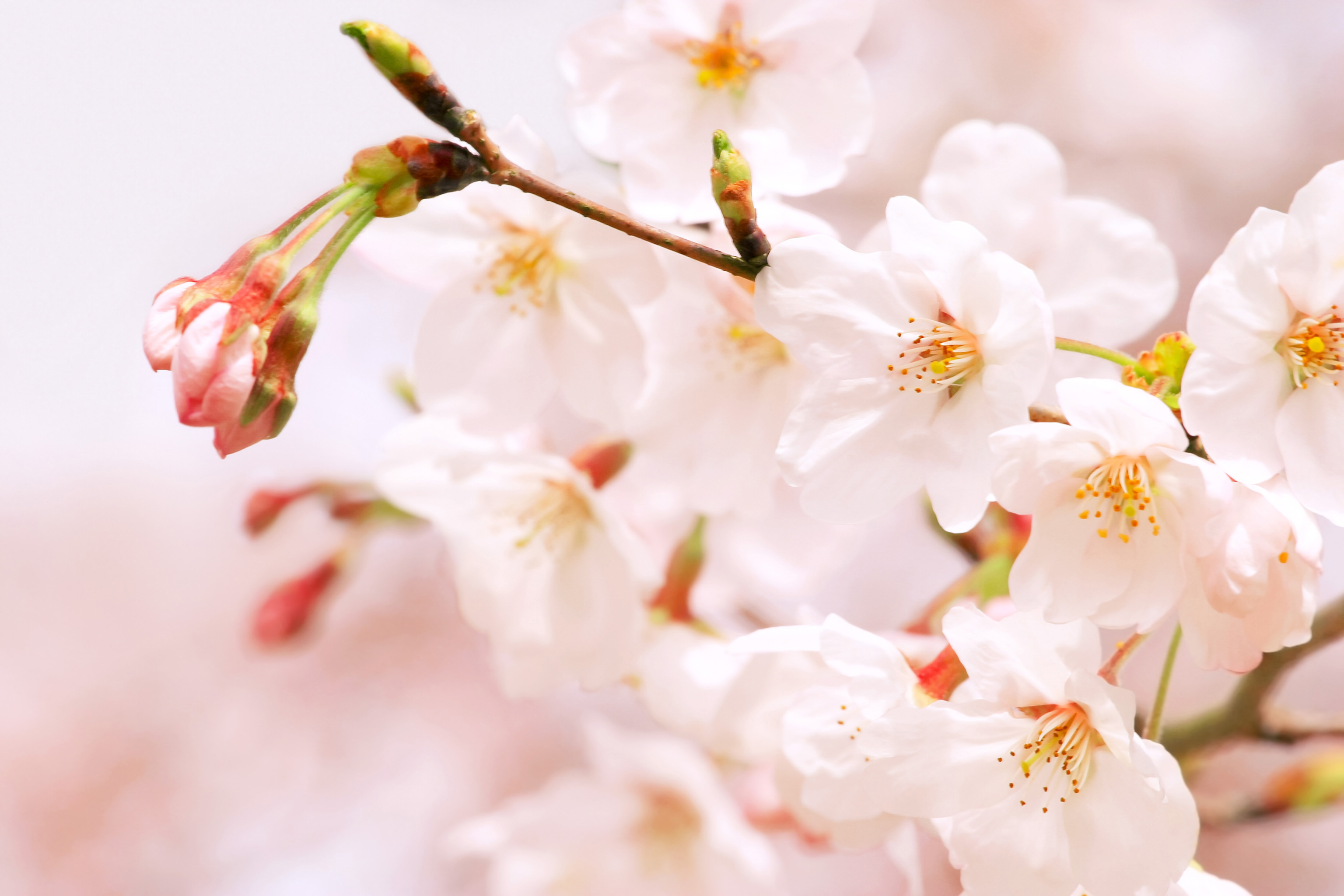 桜