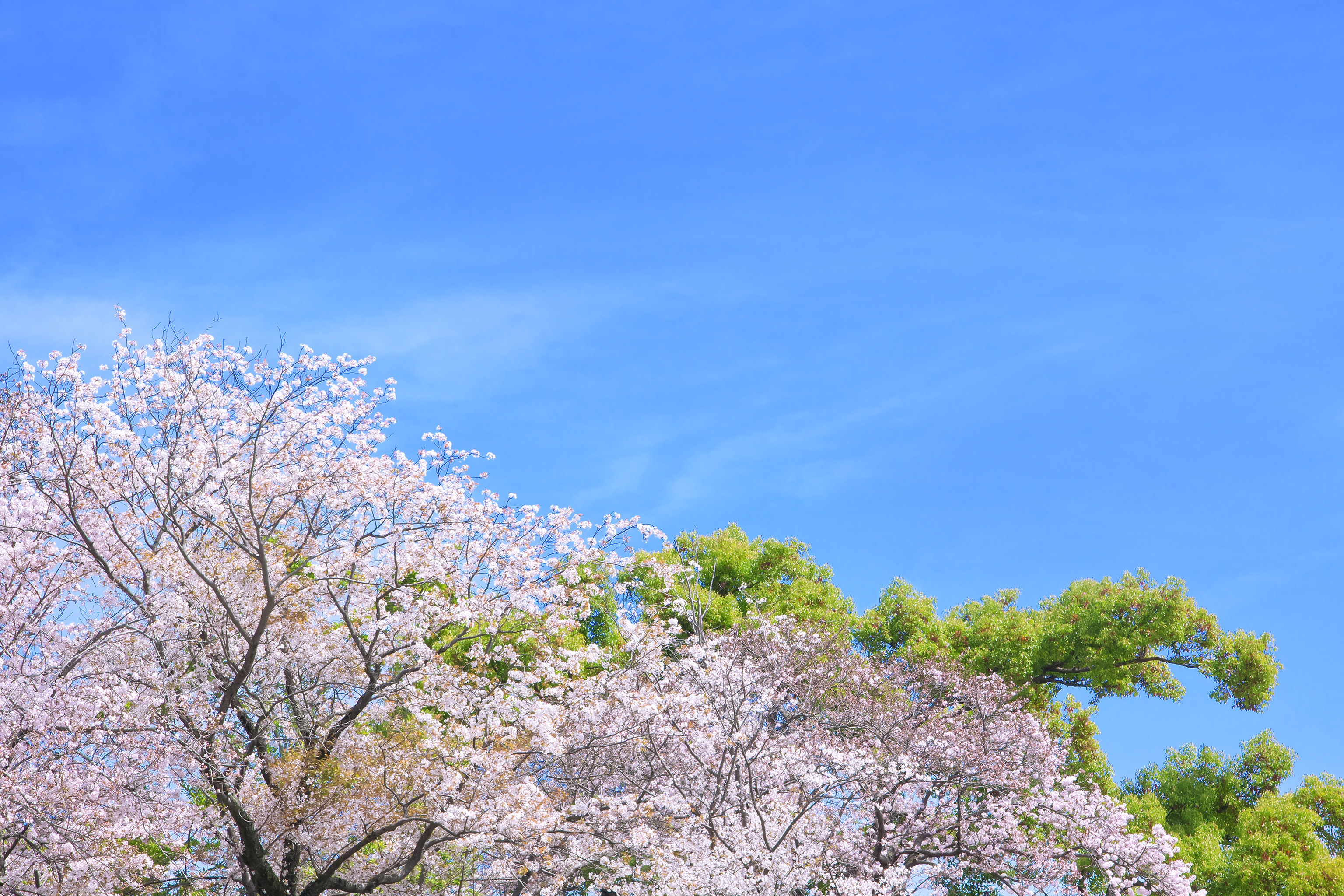 桜