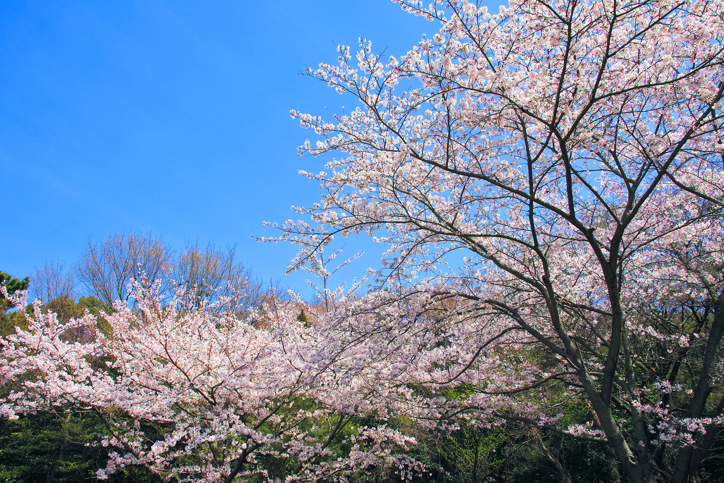 桜