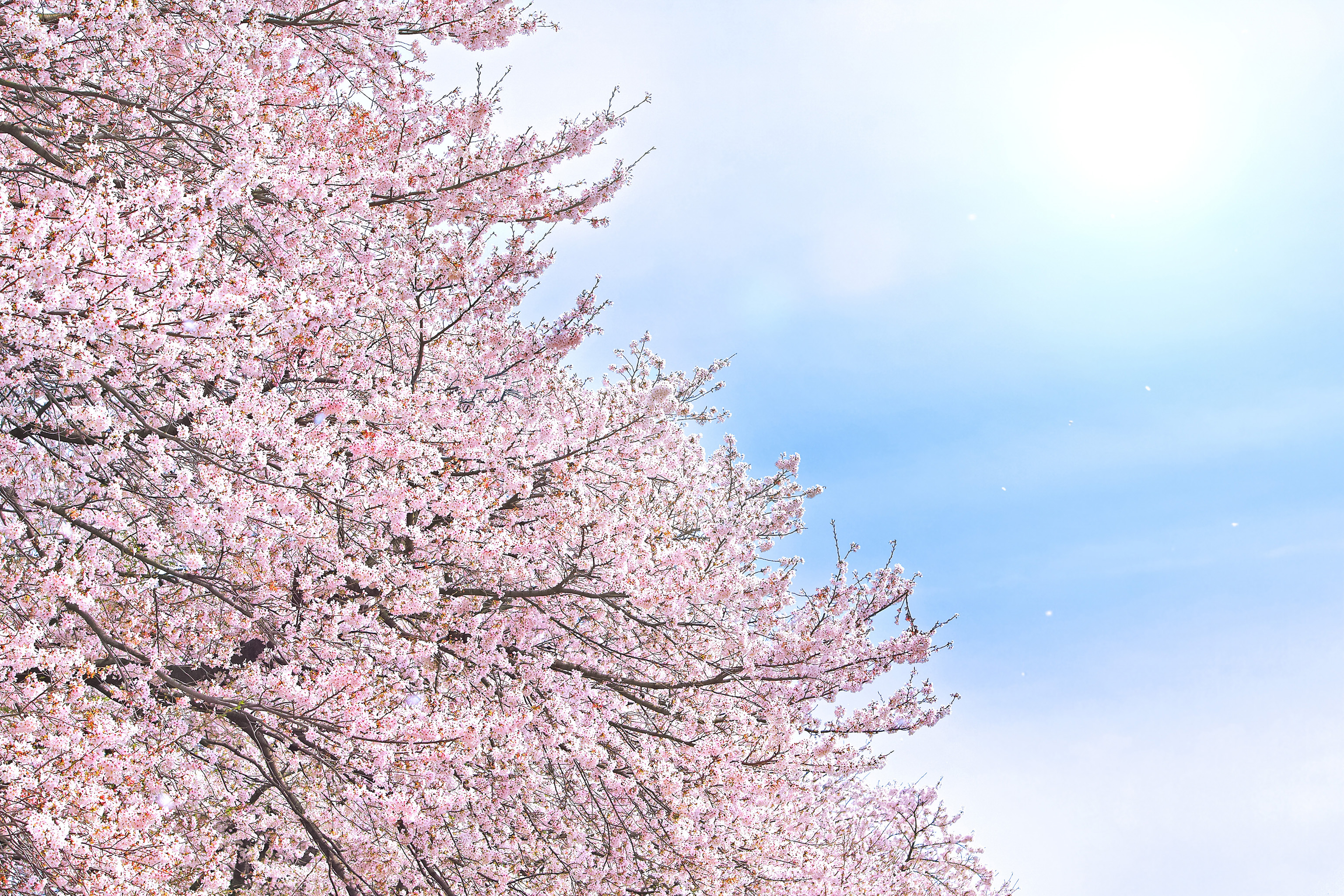 桜