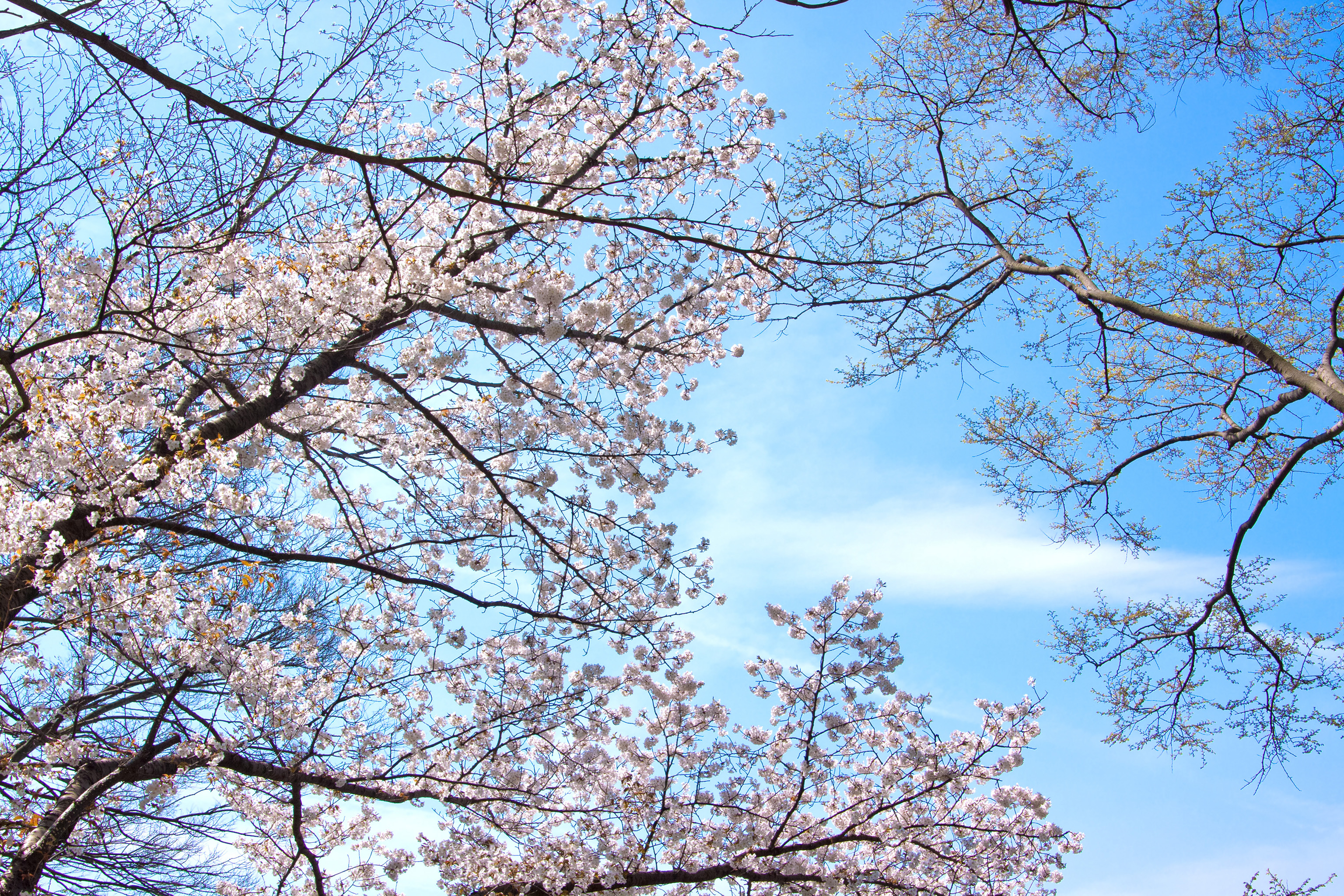 桜