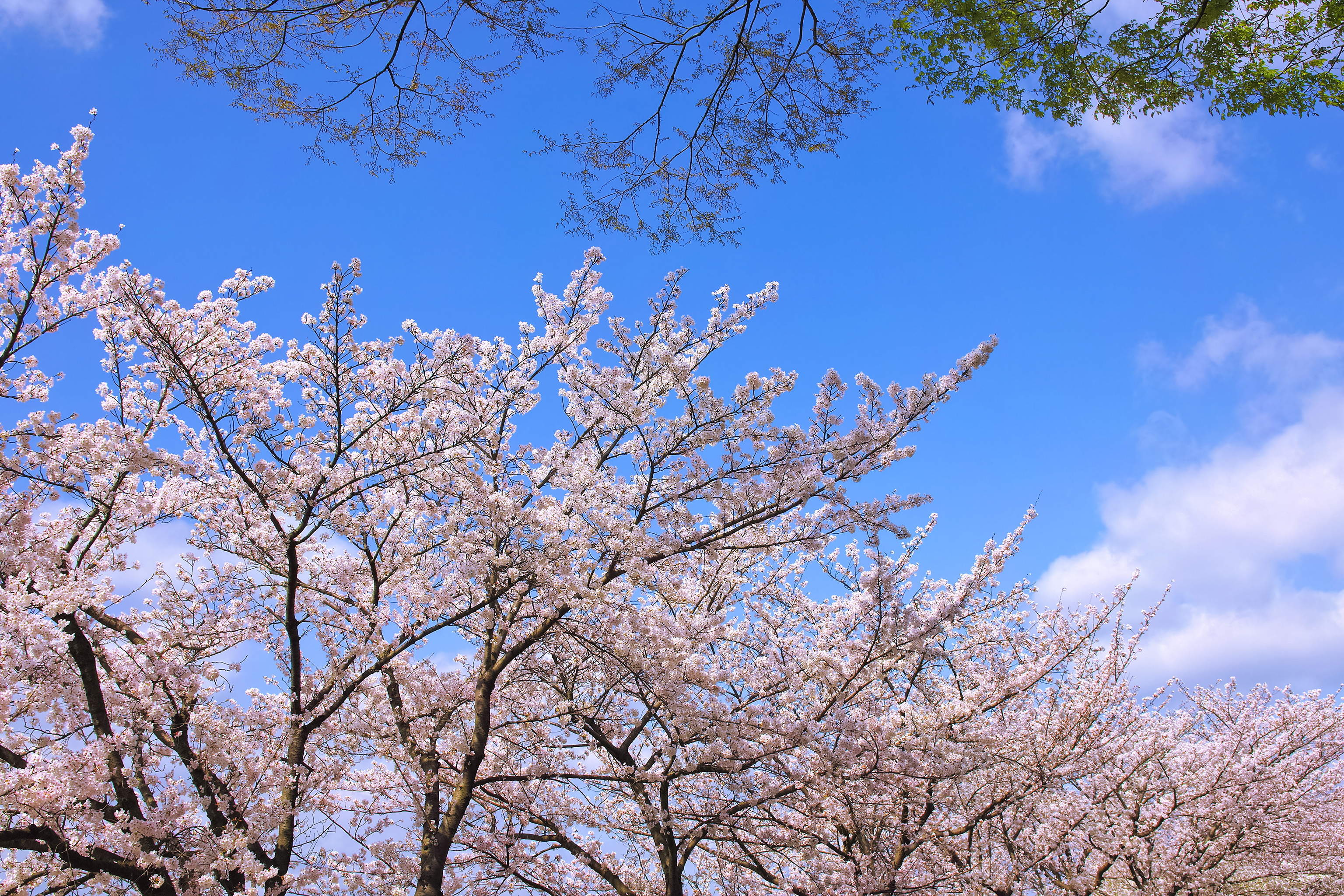 桜