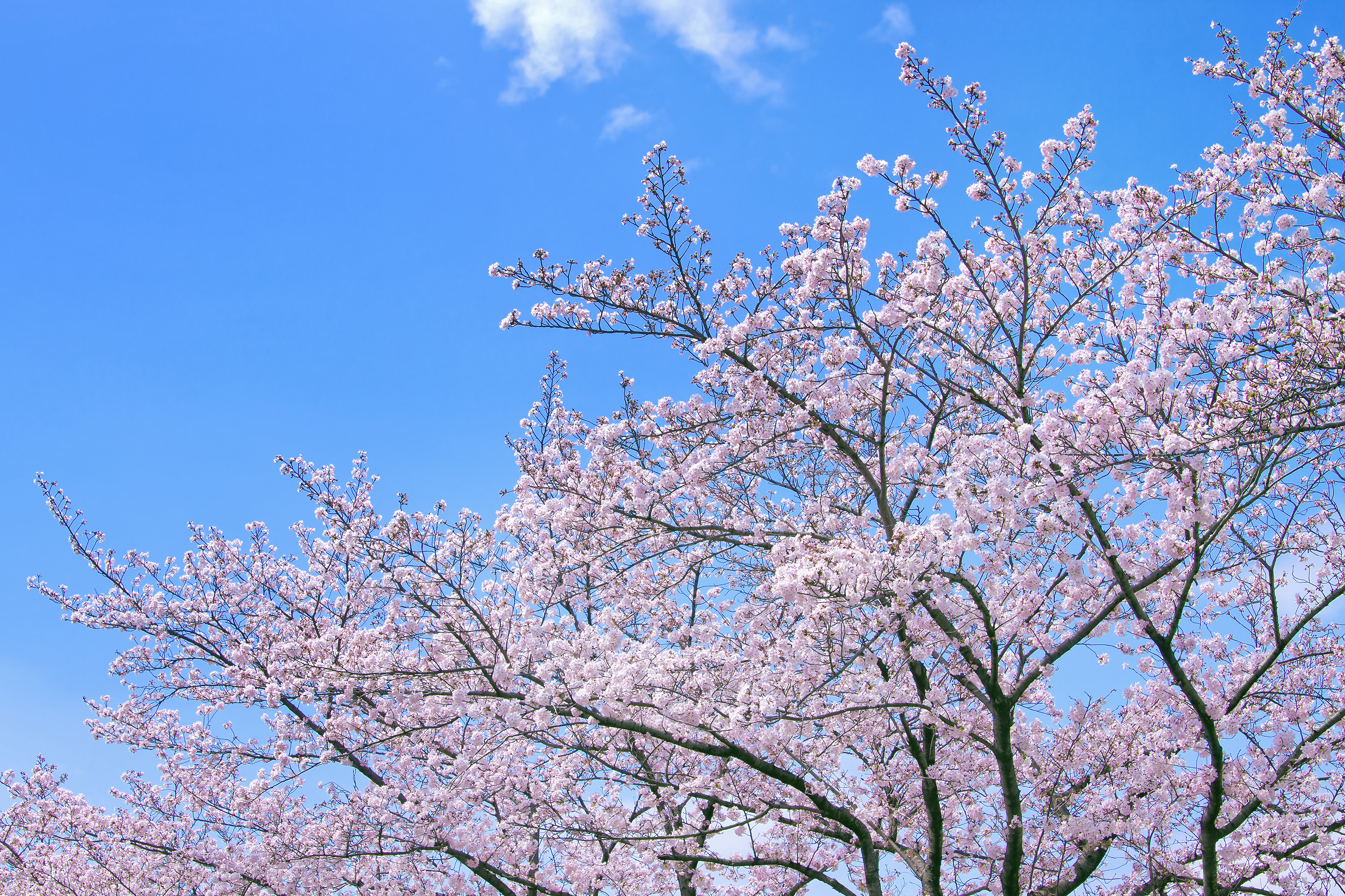 桜