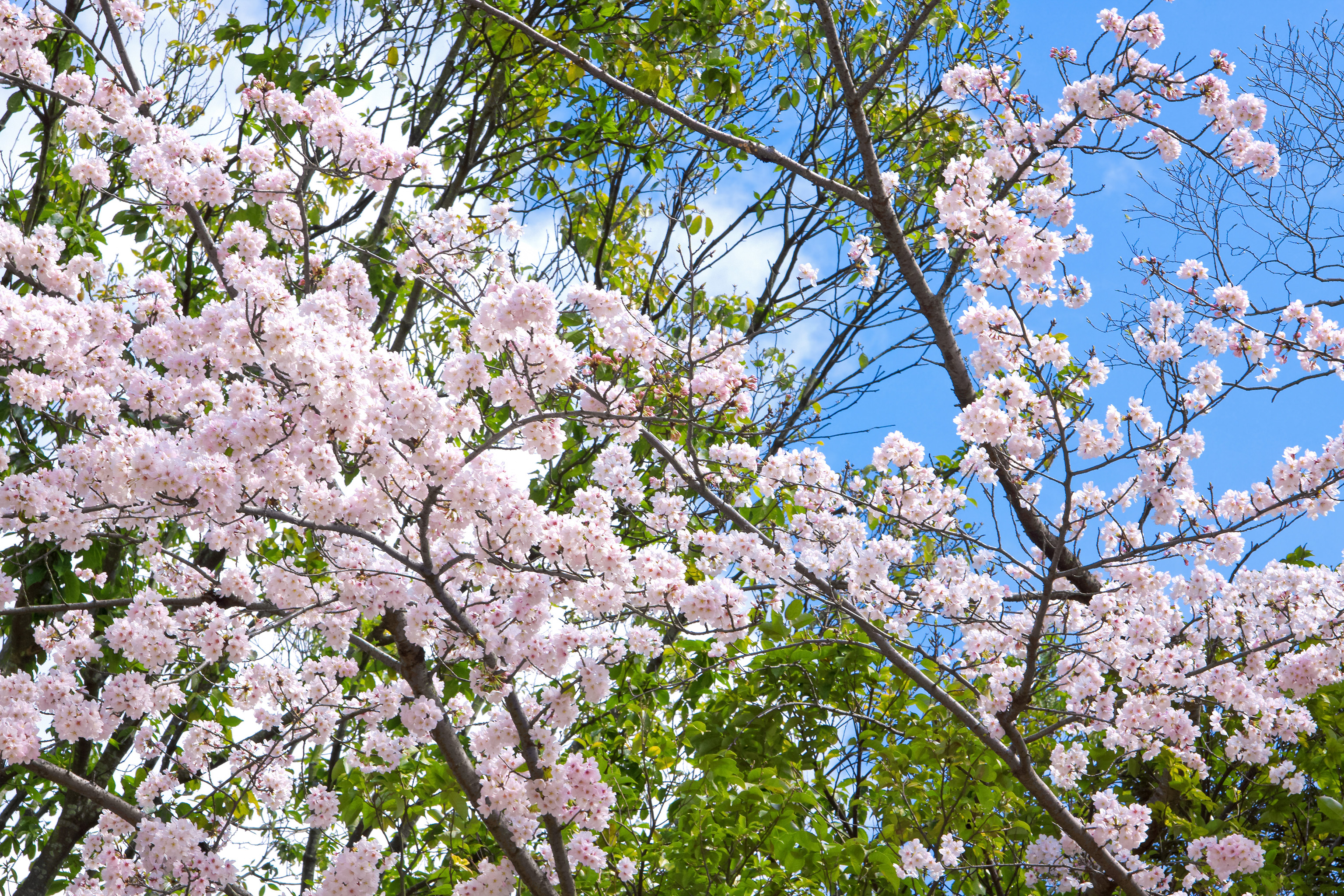 桜