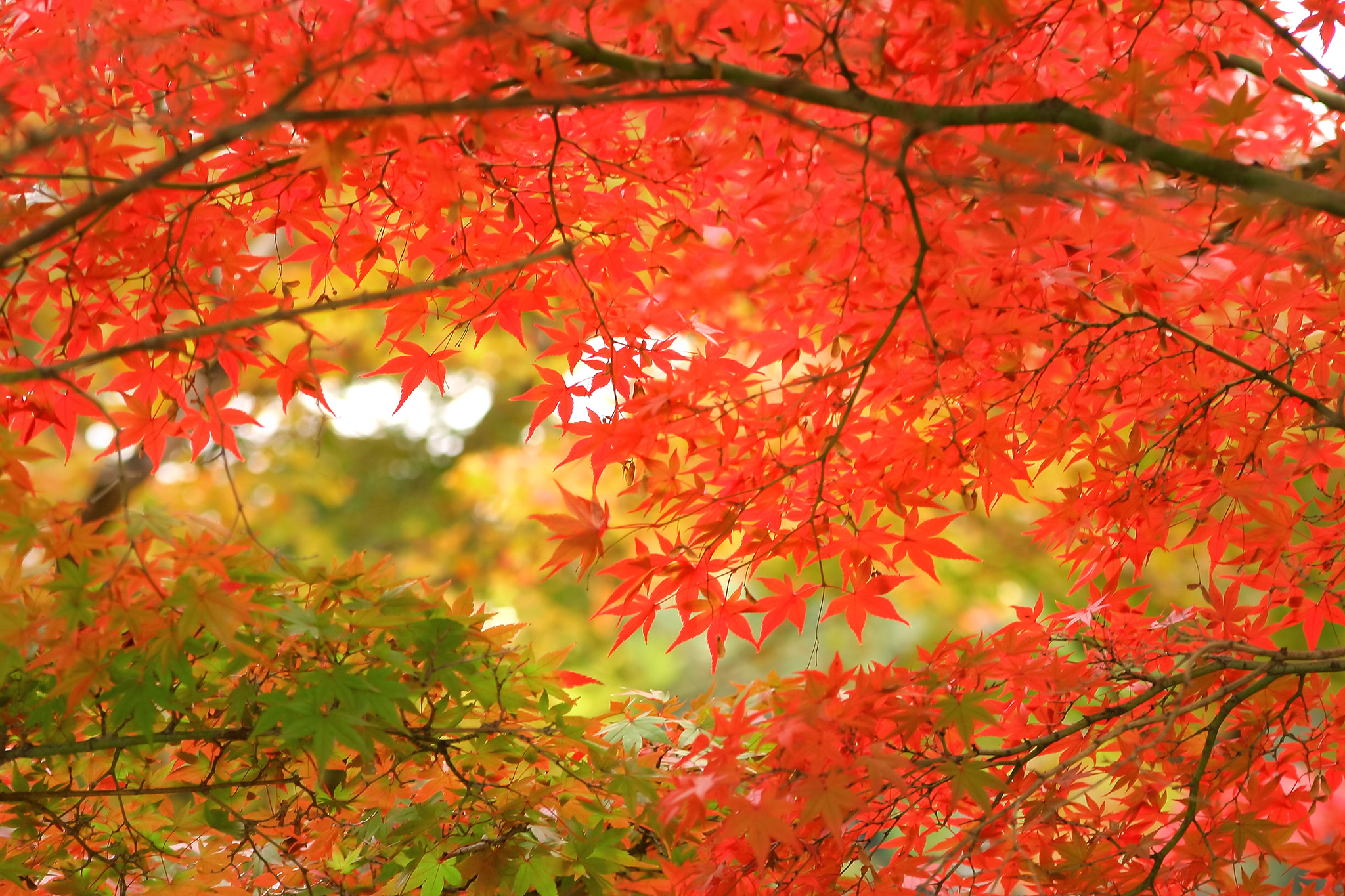 錦秋の紅葉 の画像 写真素材を無料ダウンロード 1 フリー素材 Beiz Images