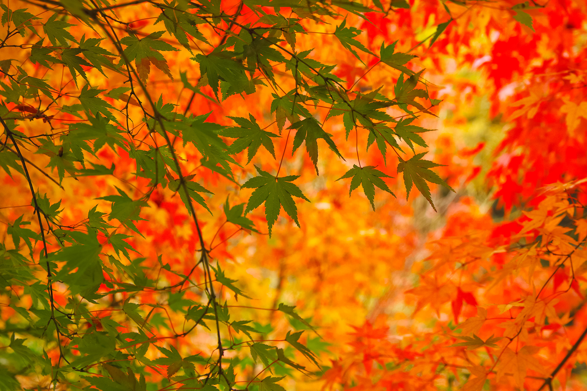 美しい青葉と紅葉の秋背景 の画像 写真素材を無料ダウンロード 1 フリー素材 Beiz Images