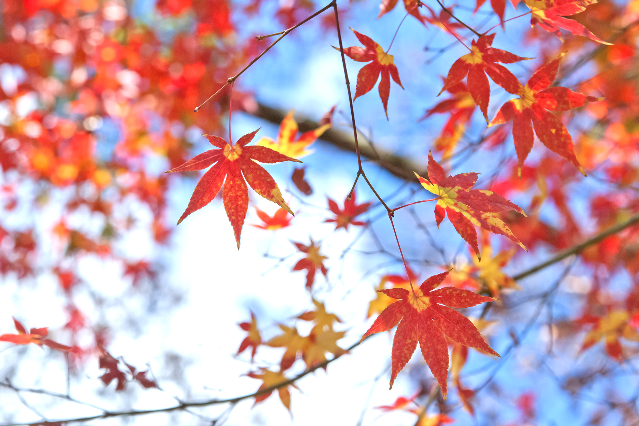 秋の澄んだ空に映える紅葉 の画像 写真素材を無料ダウンロード 1 背景フリー素材 Beiz Images