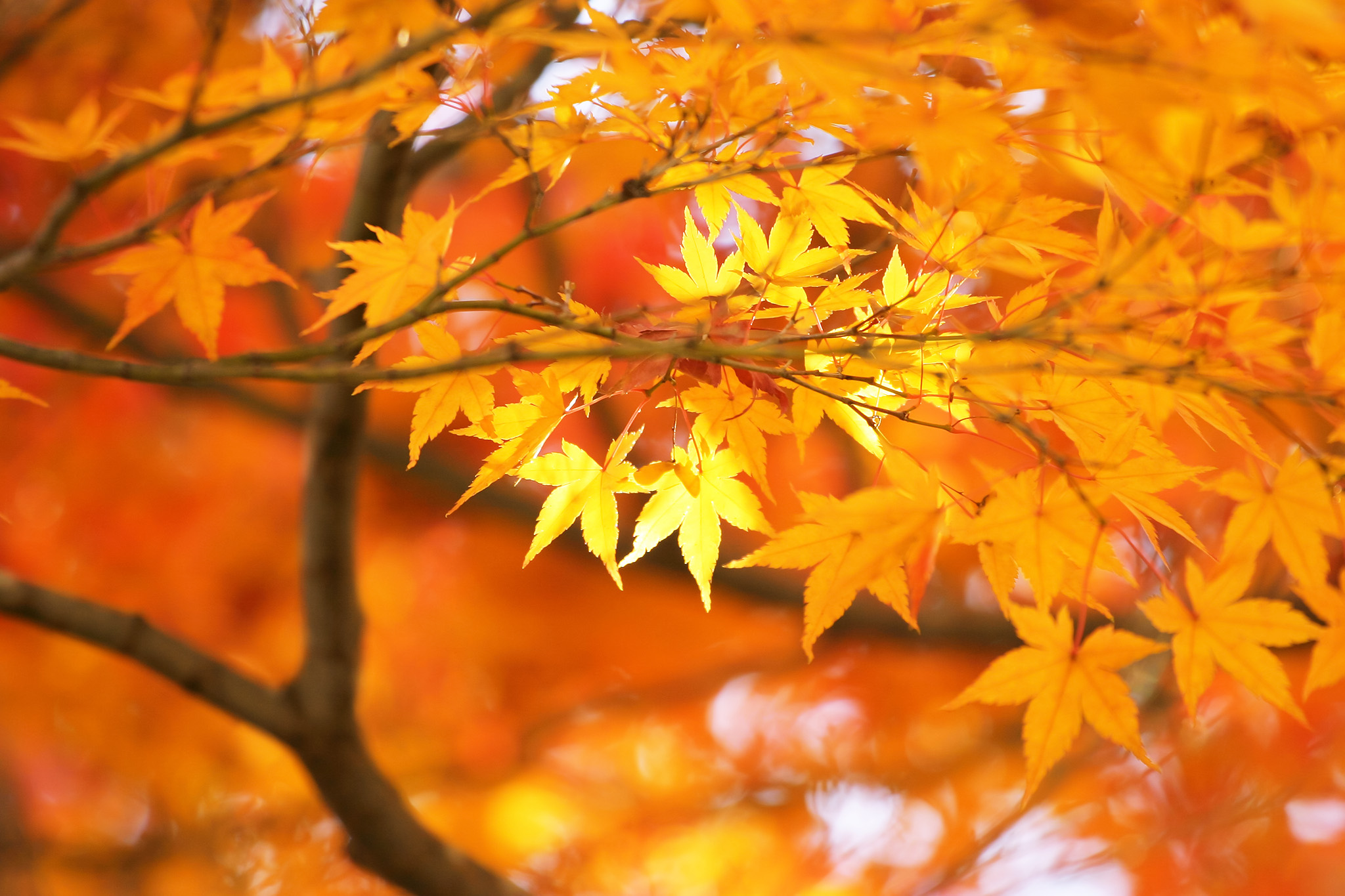 金色に輝く美しい秋の木々 の画像 写真素材を無料ダウンロード 1 背景フリー素材 Beiz Images