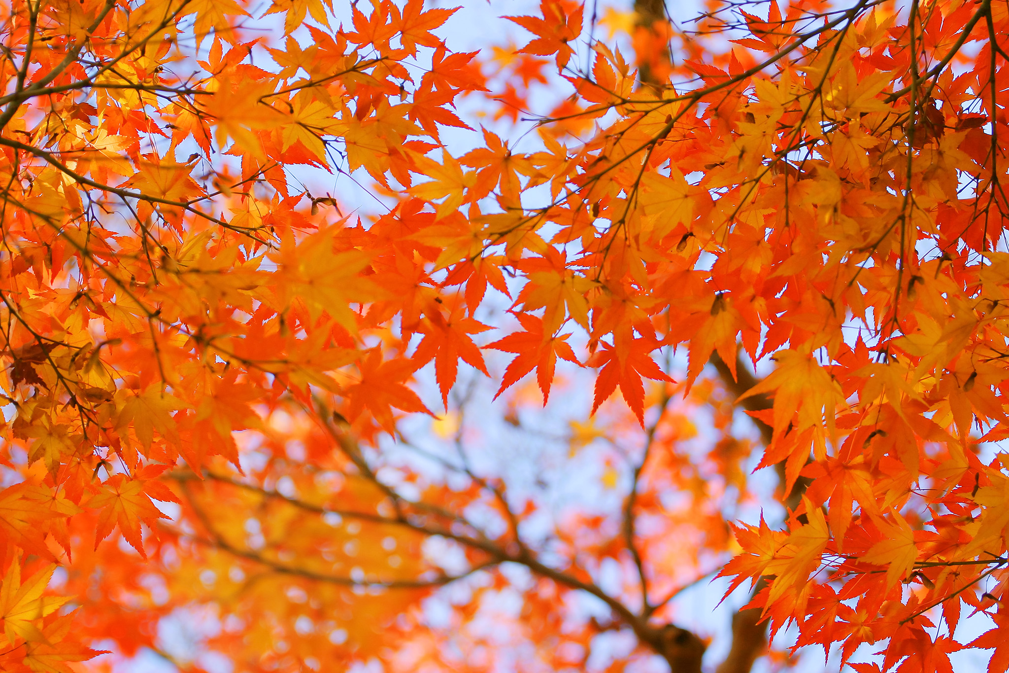 秋空とオレンジ色のもみじ の画像 写真素材を無料ダウンロード 1 フリー素材 Beiz Images
