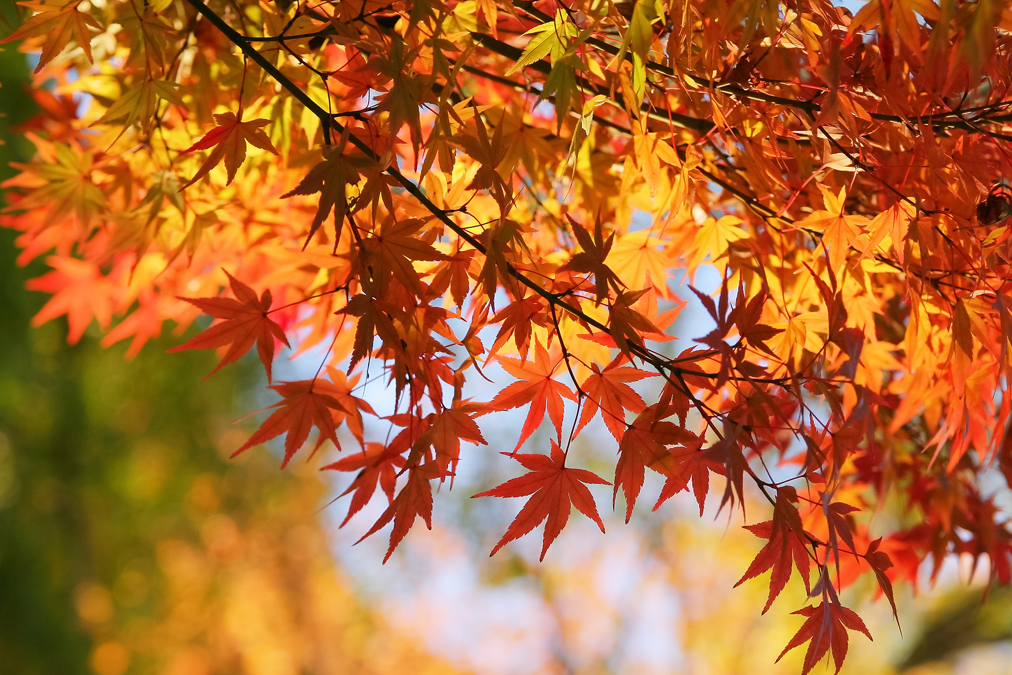 秋の日光に煌めく紅葉 の画像 写真素材を無料ダウンロード 1 背景フリー素材 Beiz Images