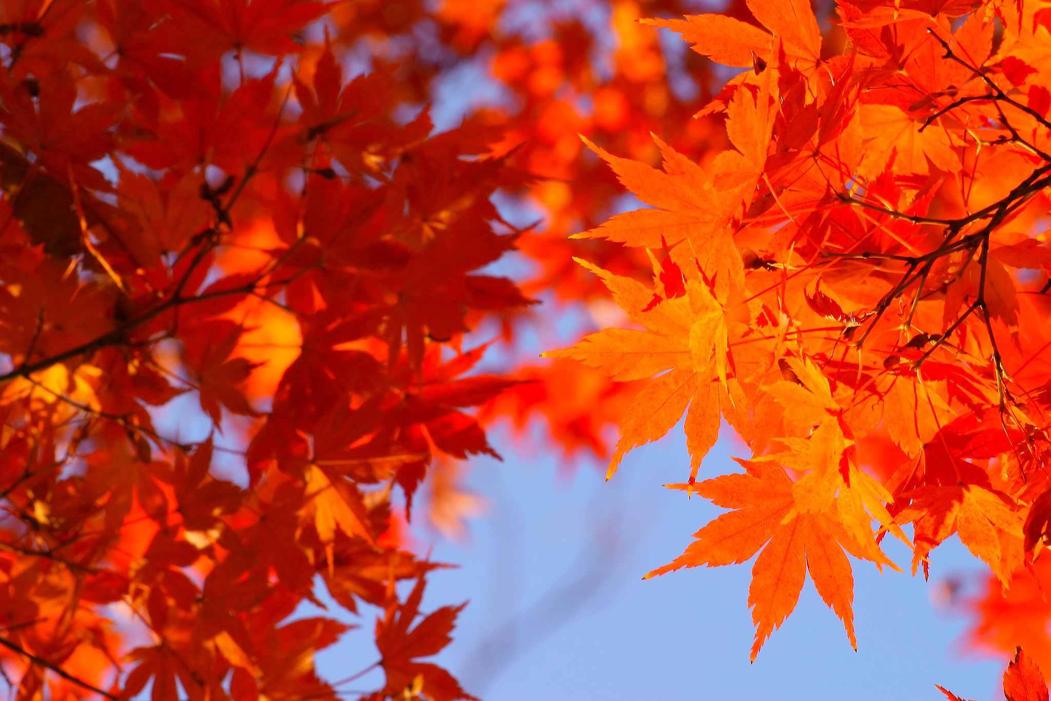 秋の空と橙色のもみじ の画像 写真素材を無料ダウンロード 1 背景フリー素材 Beiz Images