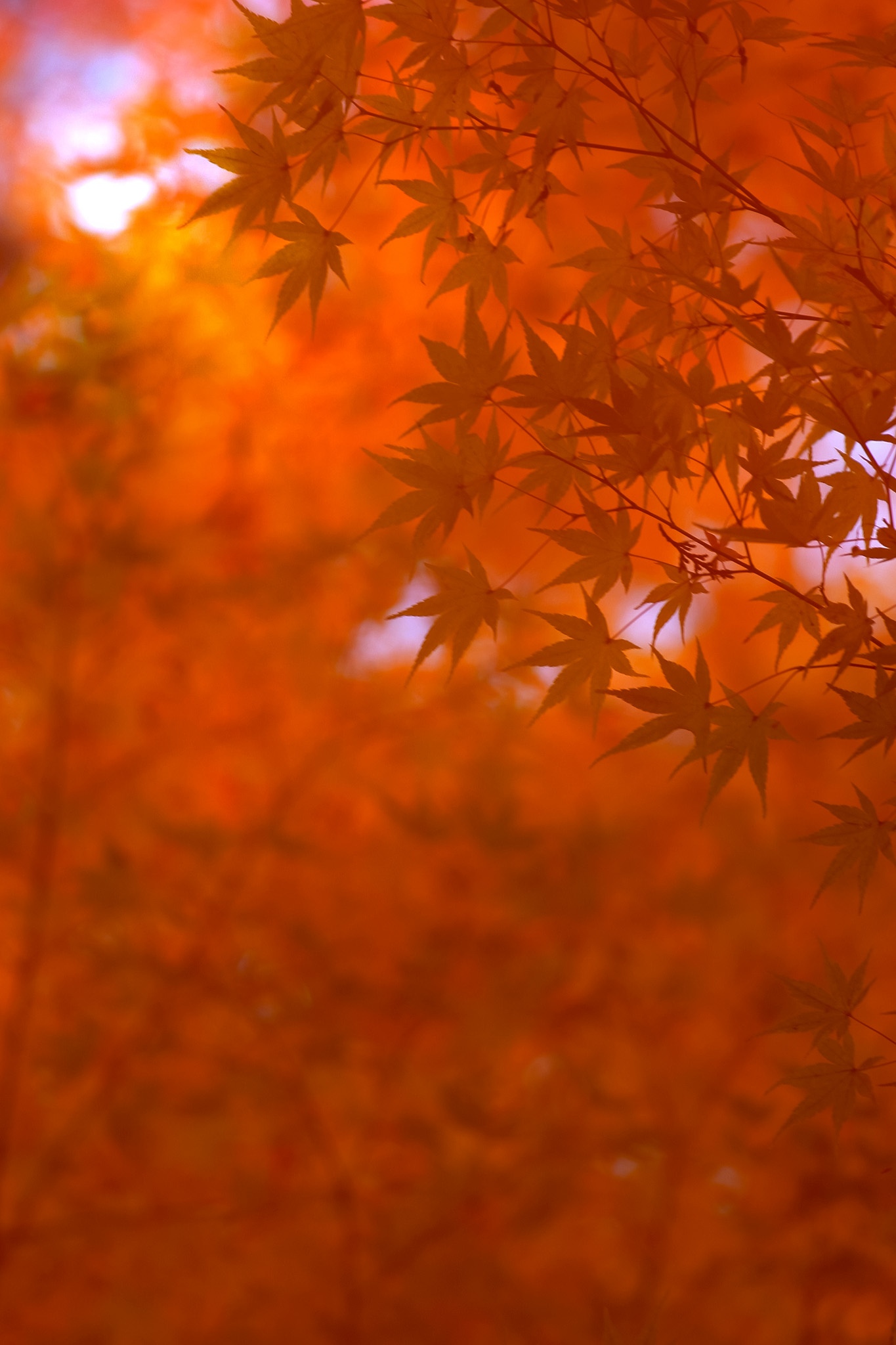 和風の美しい紅葉背景 の画像 写真素材を無料ダウンロード 1 フリー素材 Beiz Images