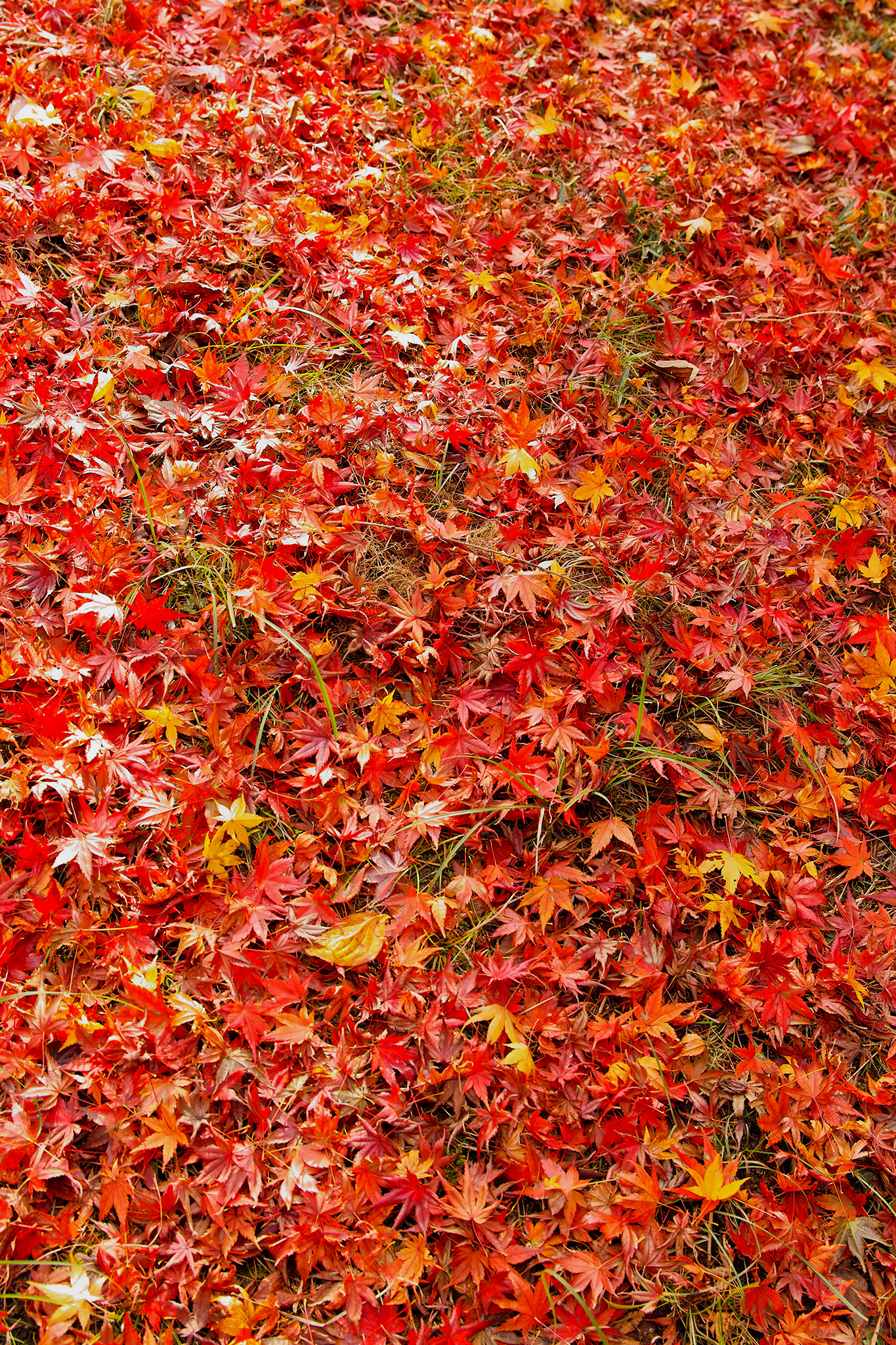 地面一杯の落葉した紅葉 の画像 写真素材を無料ダウンロード 1 フリー素材 Beiz Images