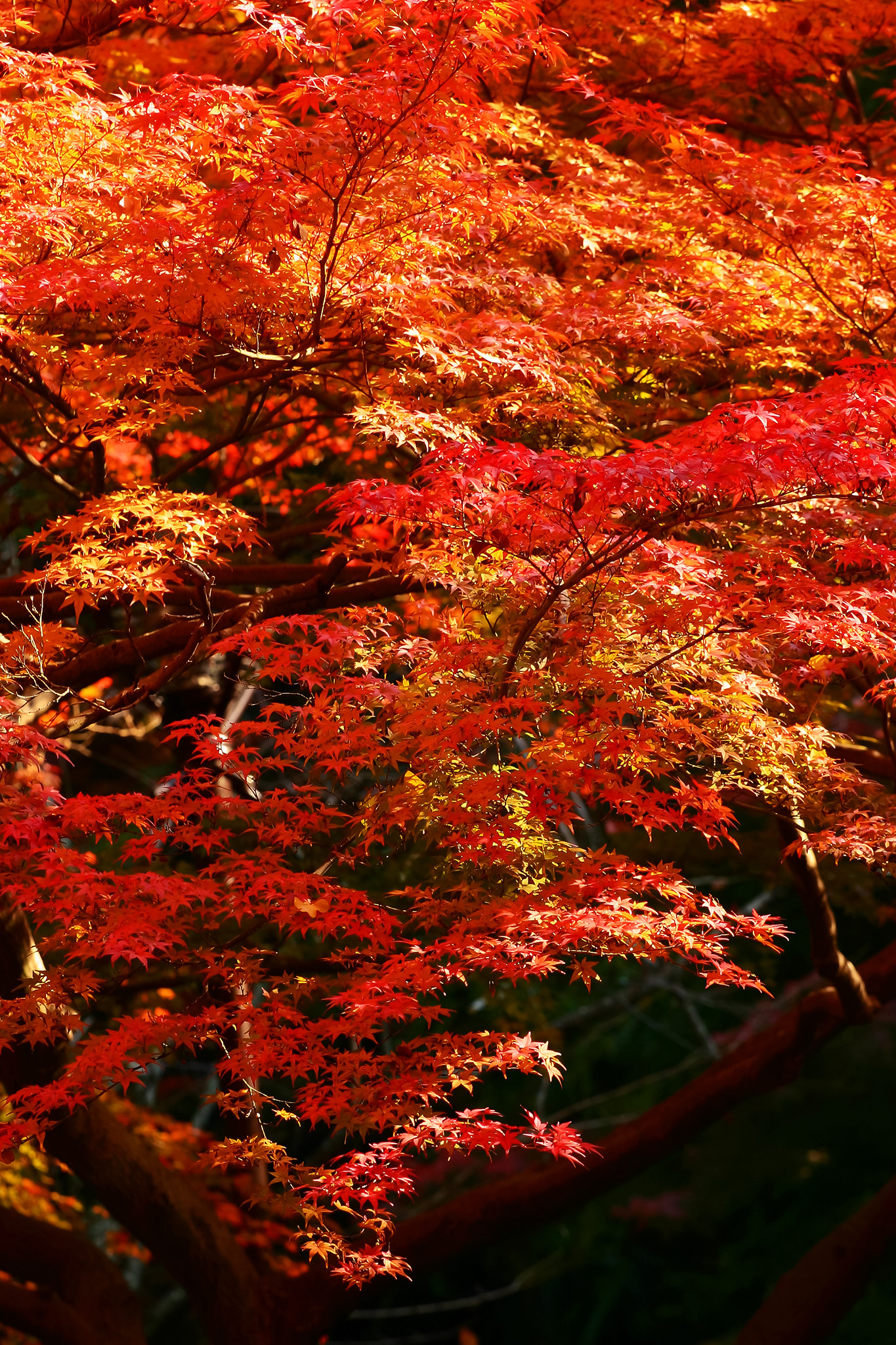 黒背景に紅葉の和風イメージ の画像 写真素材を無料ダウンロード 1 背景フリー素材 Beiz Images