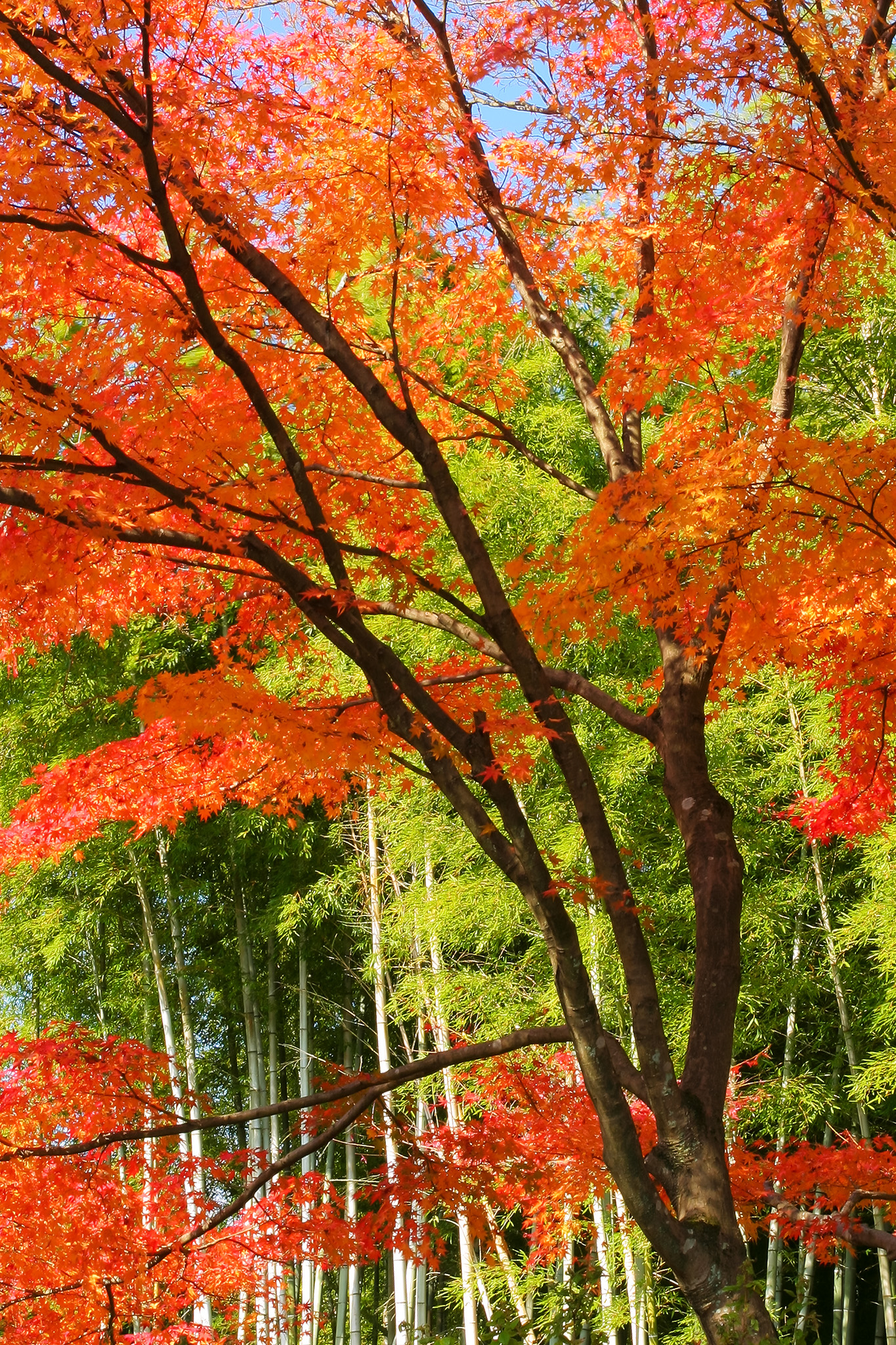 紅葉と竹林の和風風景 の画像 写真素材を無料ダウンロード 1 背景フリー素材 Beiz Images