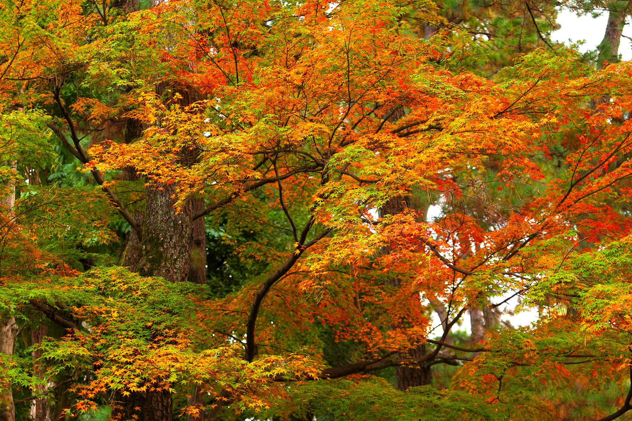 紅葉