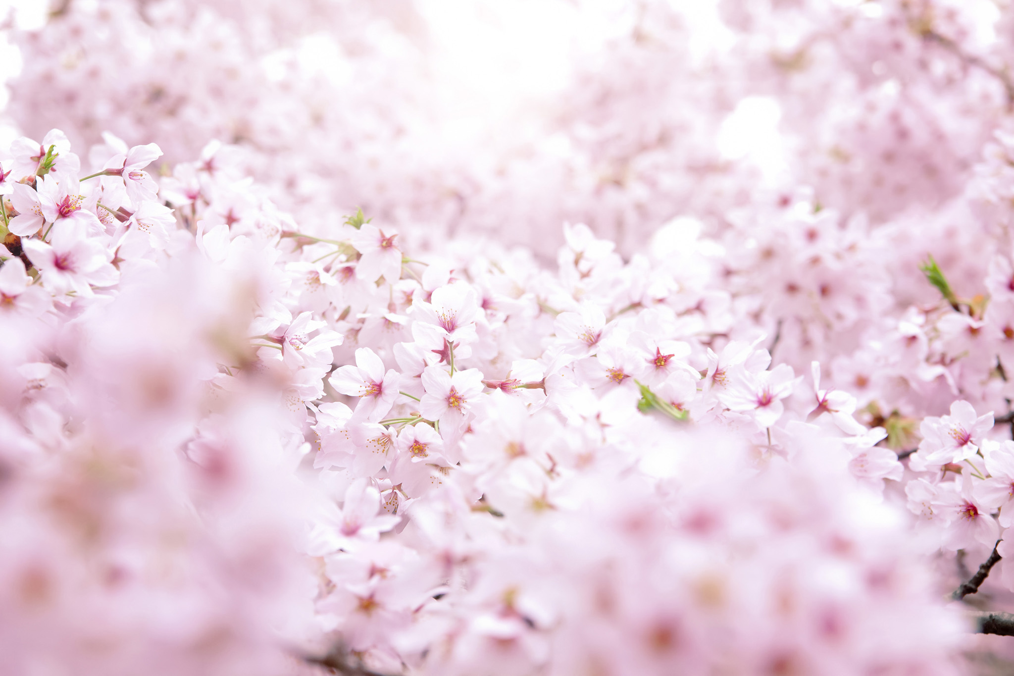 一面に咲く満開のサクラ の画像 写真素材を無料ダウンロード 1 フリー素材 Beiz Images