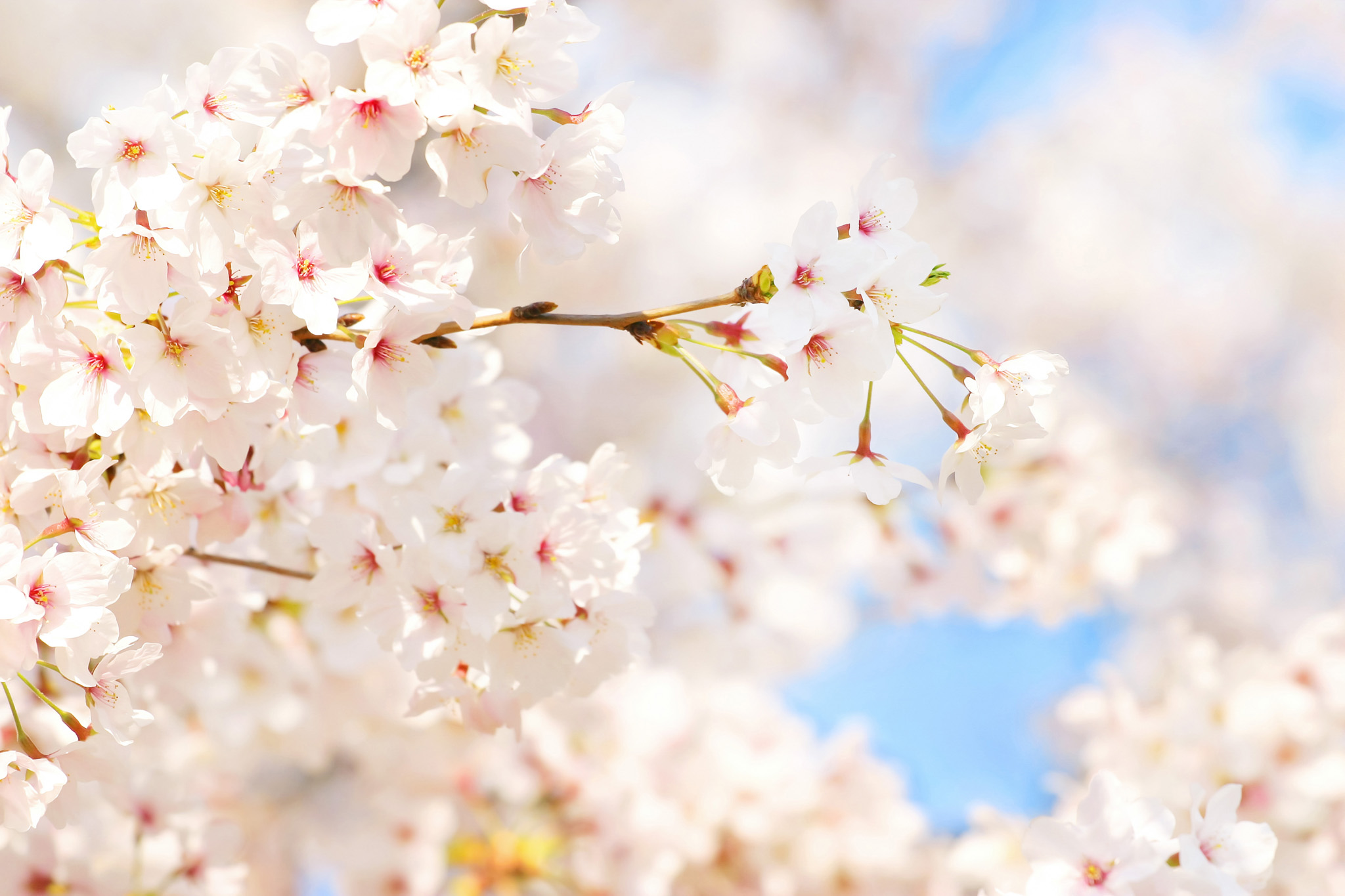 白い桜の花に青空が溶け込む の画像 写真素材を無料ダウンロード 1 フリー素材 Beiz Images