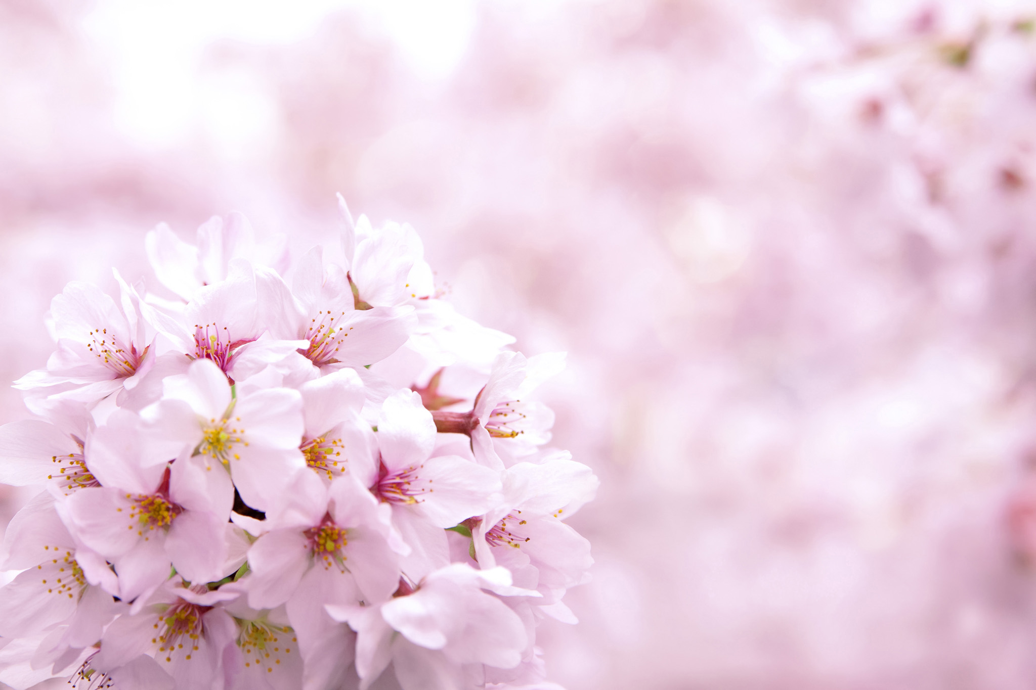 「ピンクの桜の花の背景」写真と画像が全て無料のフリー素材 - BEIZ images