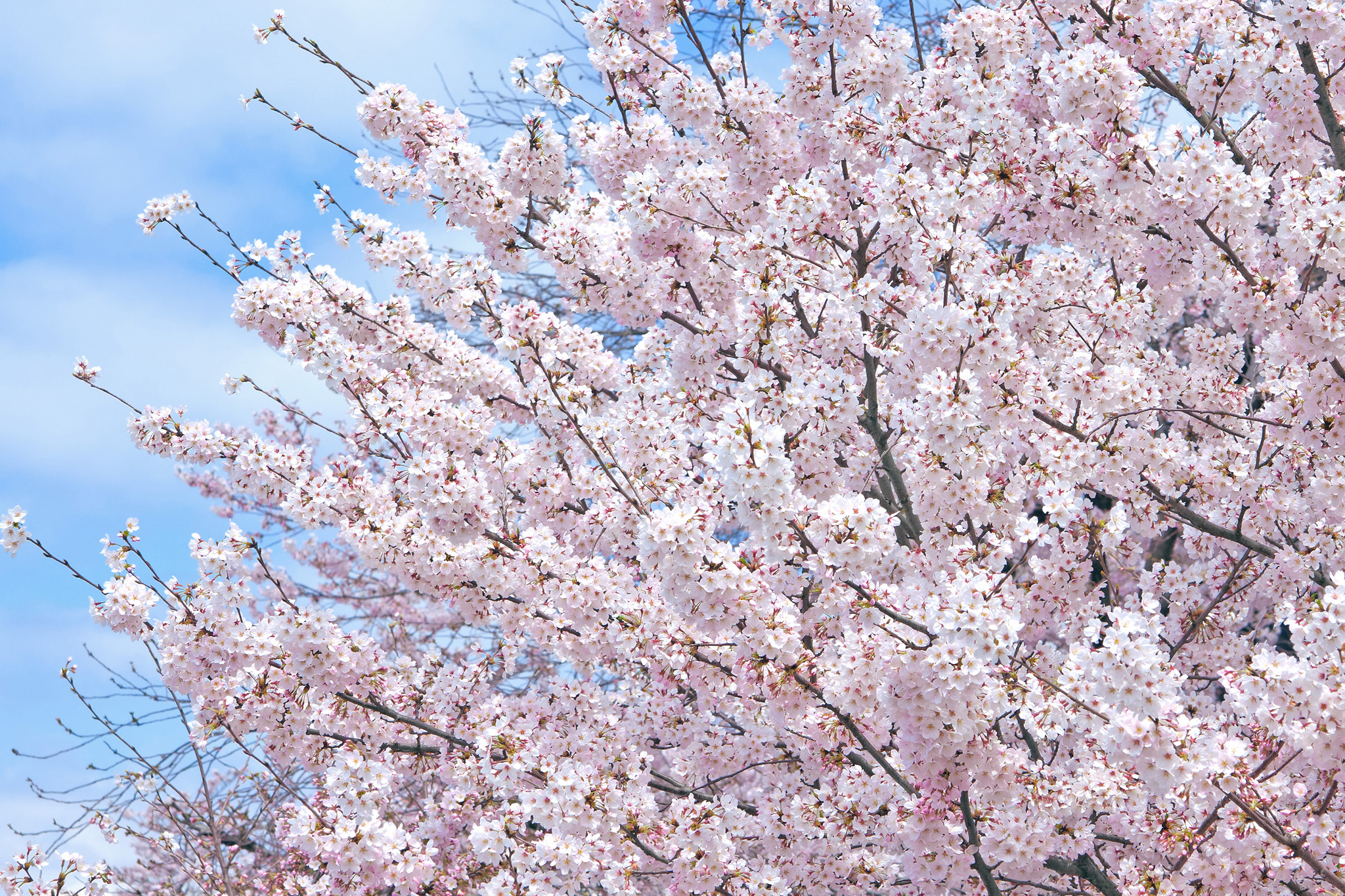 八分咲きの桜の花 の画像 写真素材を無料ダウンロード 1 背景フリー素材 Beiz Images