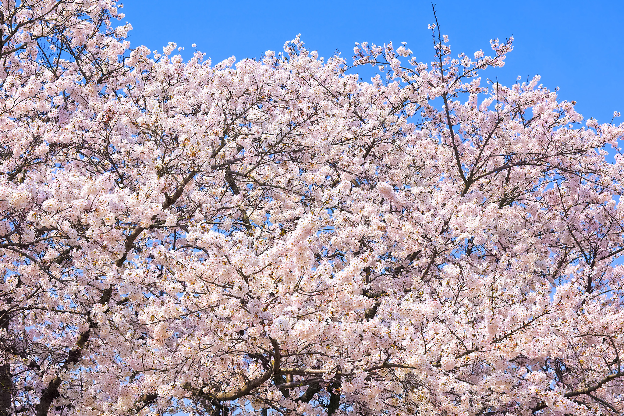 春の桜の花 の画像 写真素材を無料ダウンロード 1 フリー素材 Beiz Images