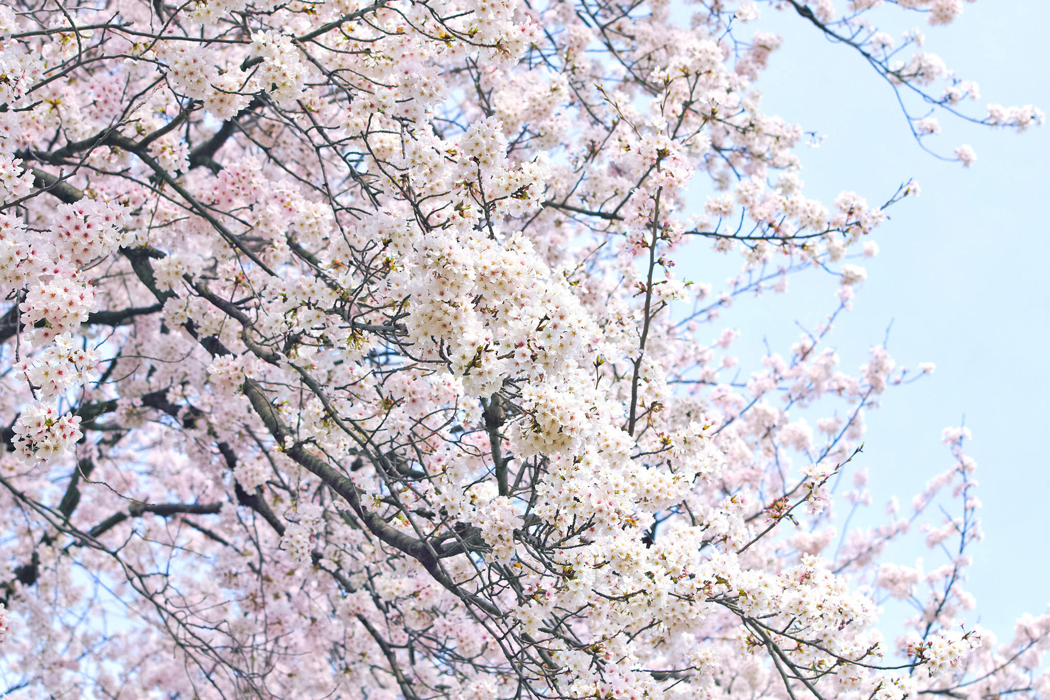 白い桜の花と白い空 の画像 写真素材を無料ダウンロード 1 フリー素材 Beiz Images