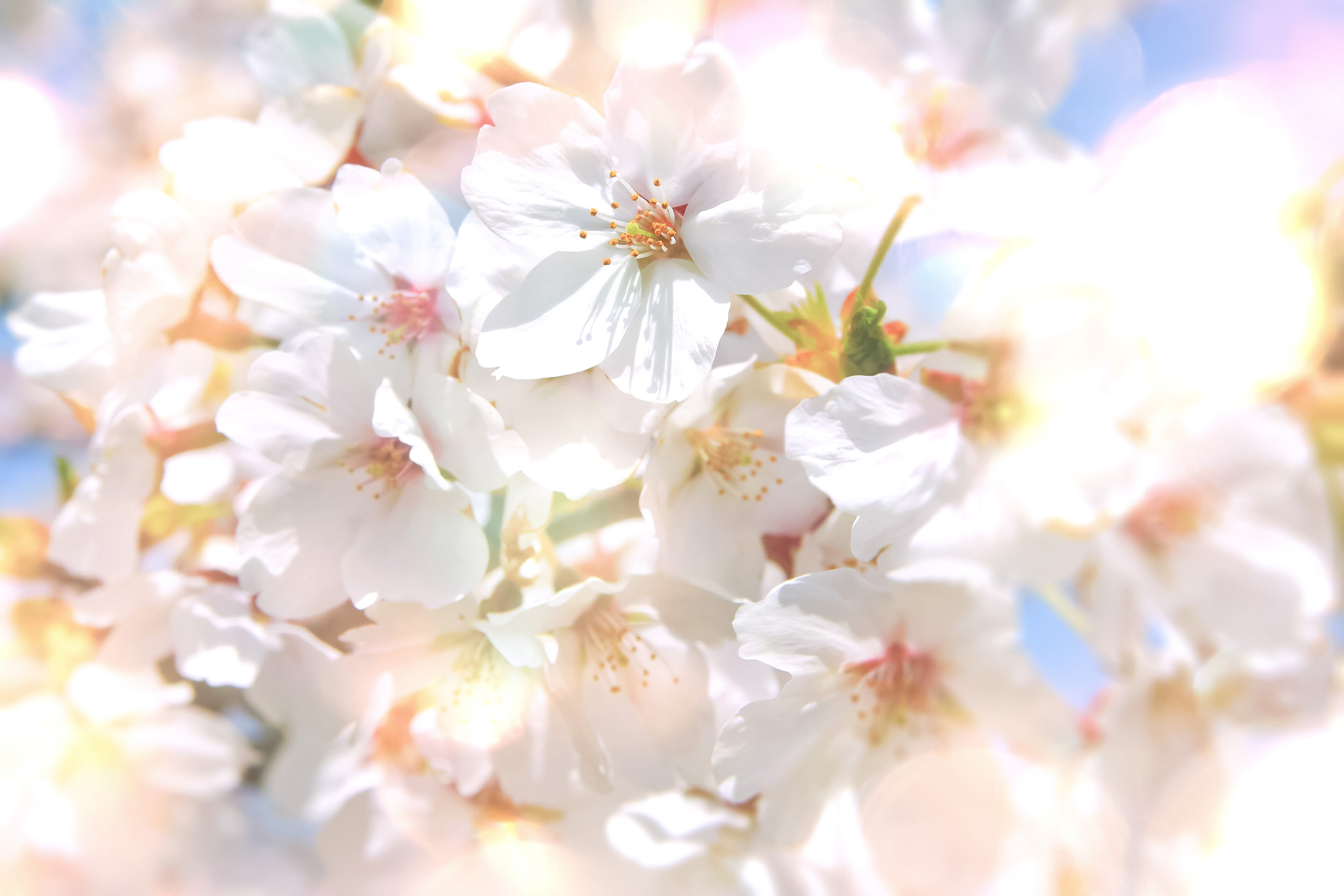 キラキラの光と桜 の画像 写真素材を無料ダウンロード 1 背景フリー素材 Beiz Images