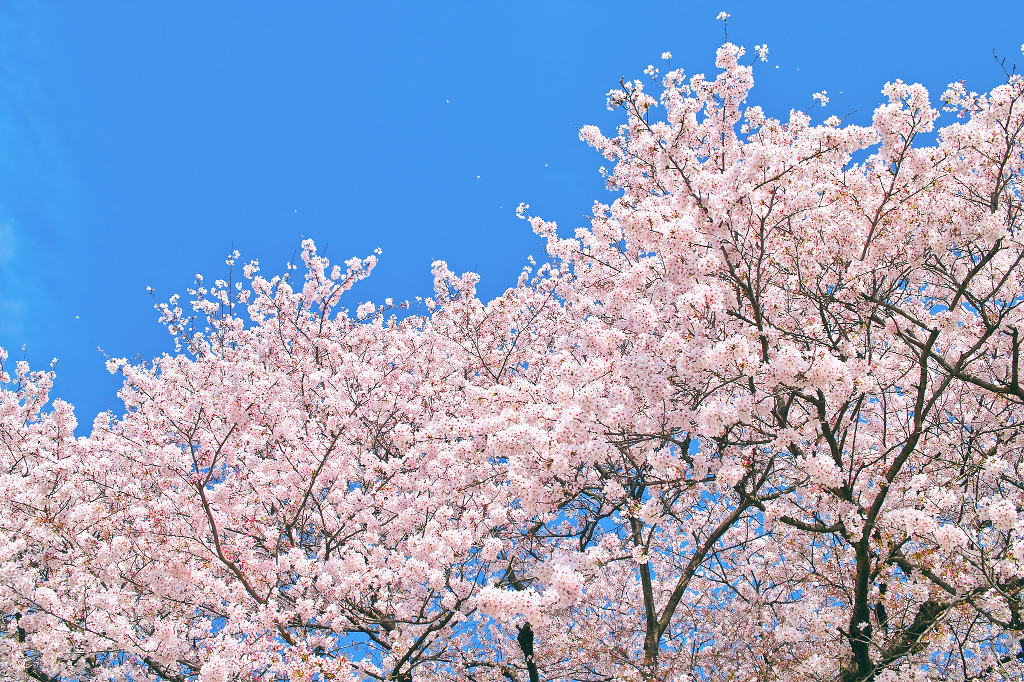 桜