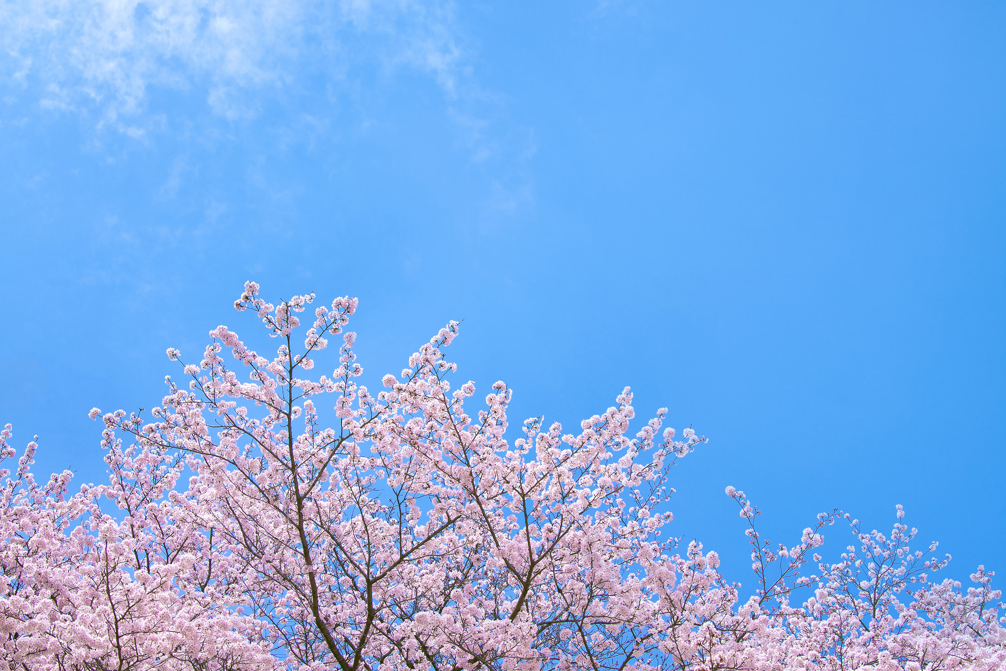 桜