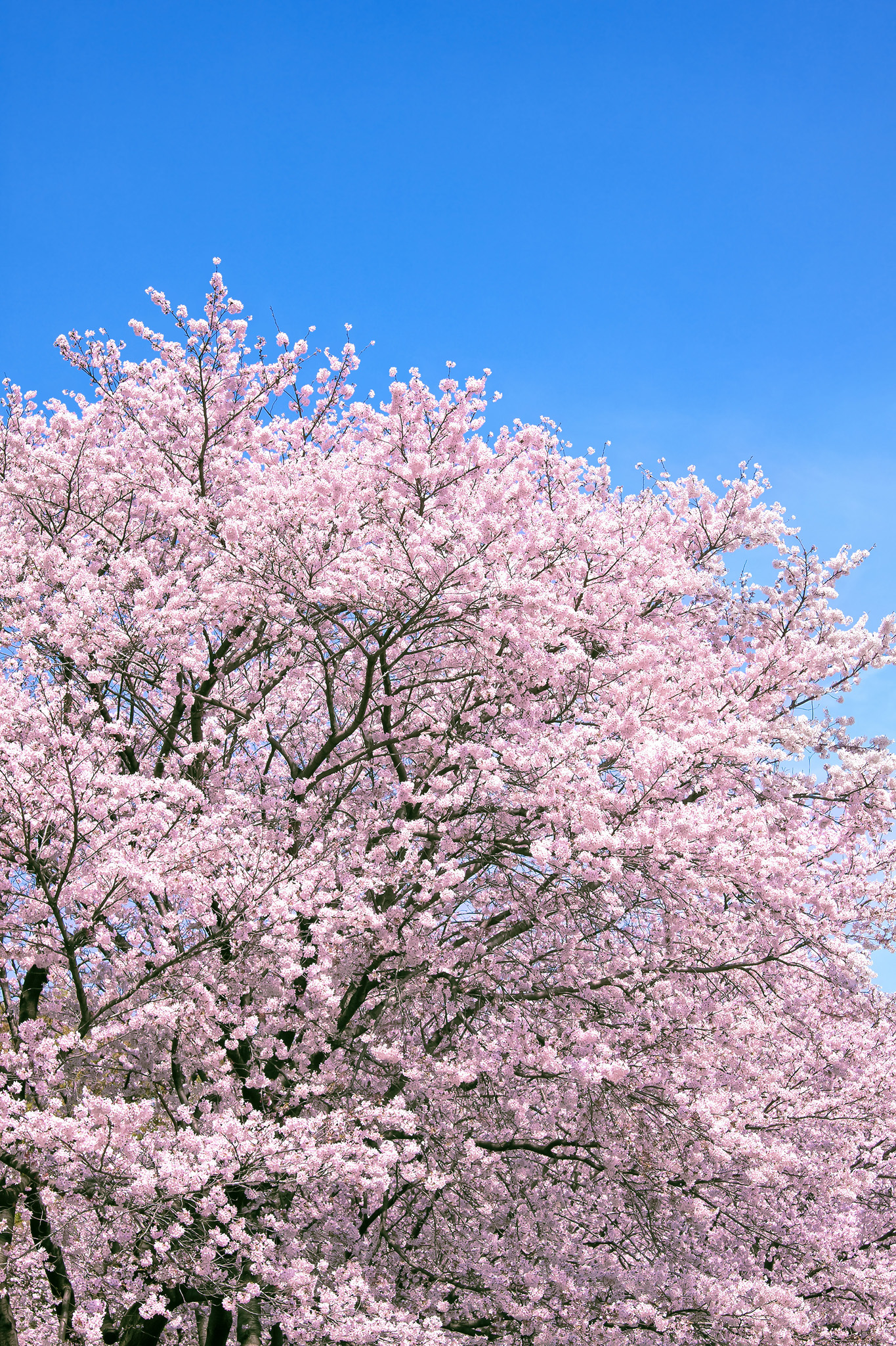 桜咲く春 フリー素材 Beiz Images
