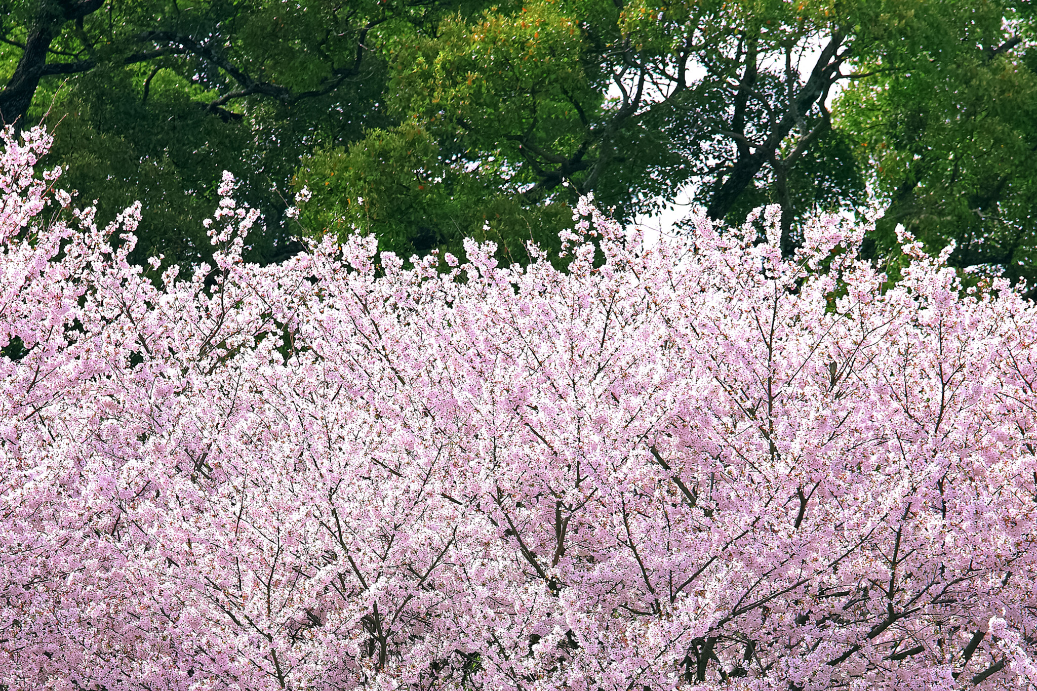 桜