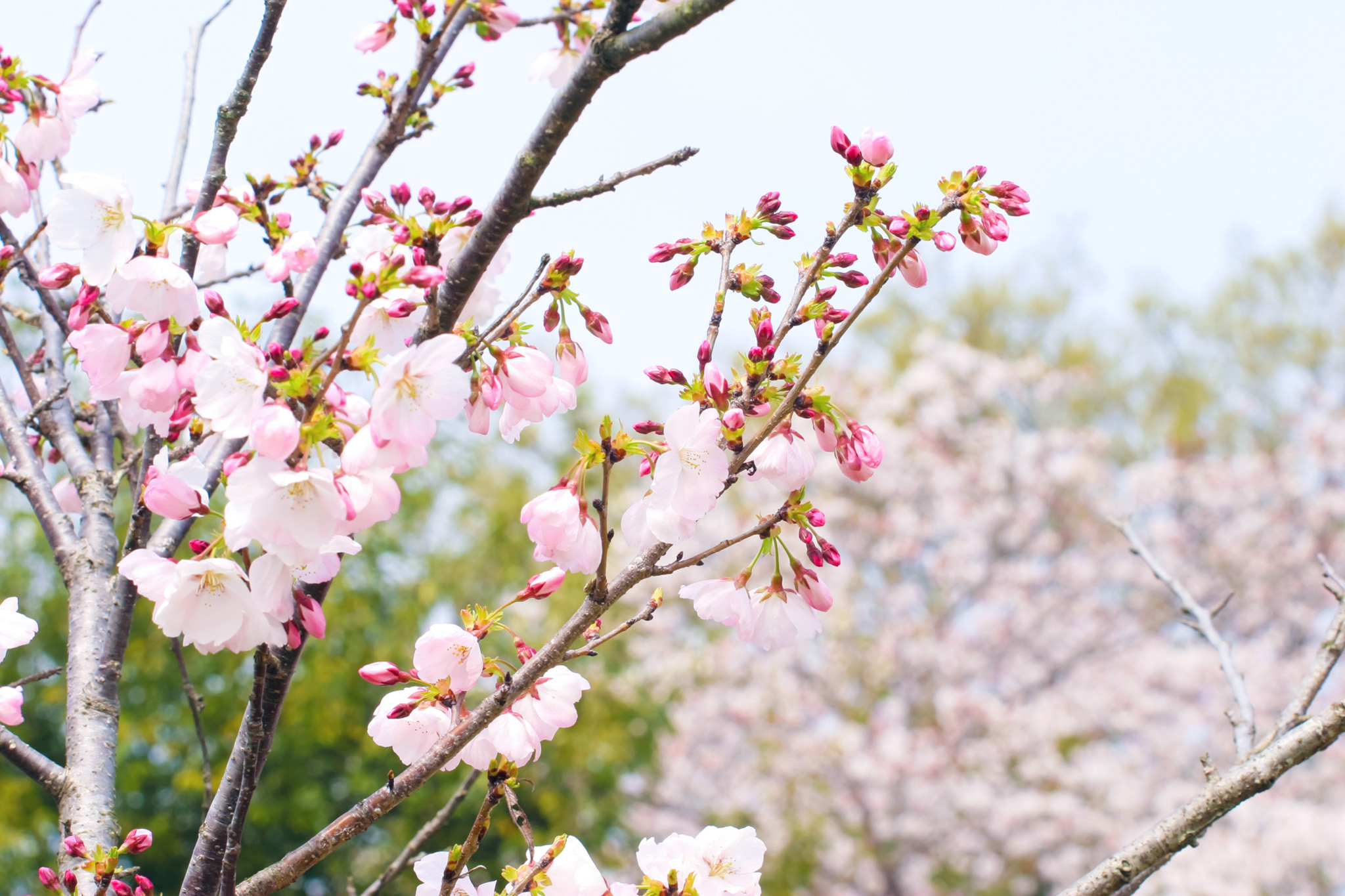 桜