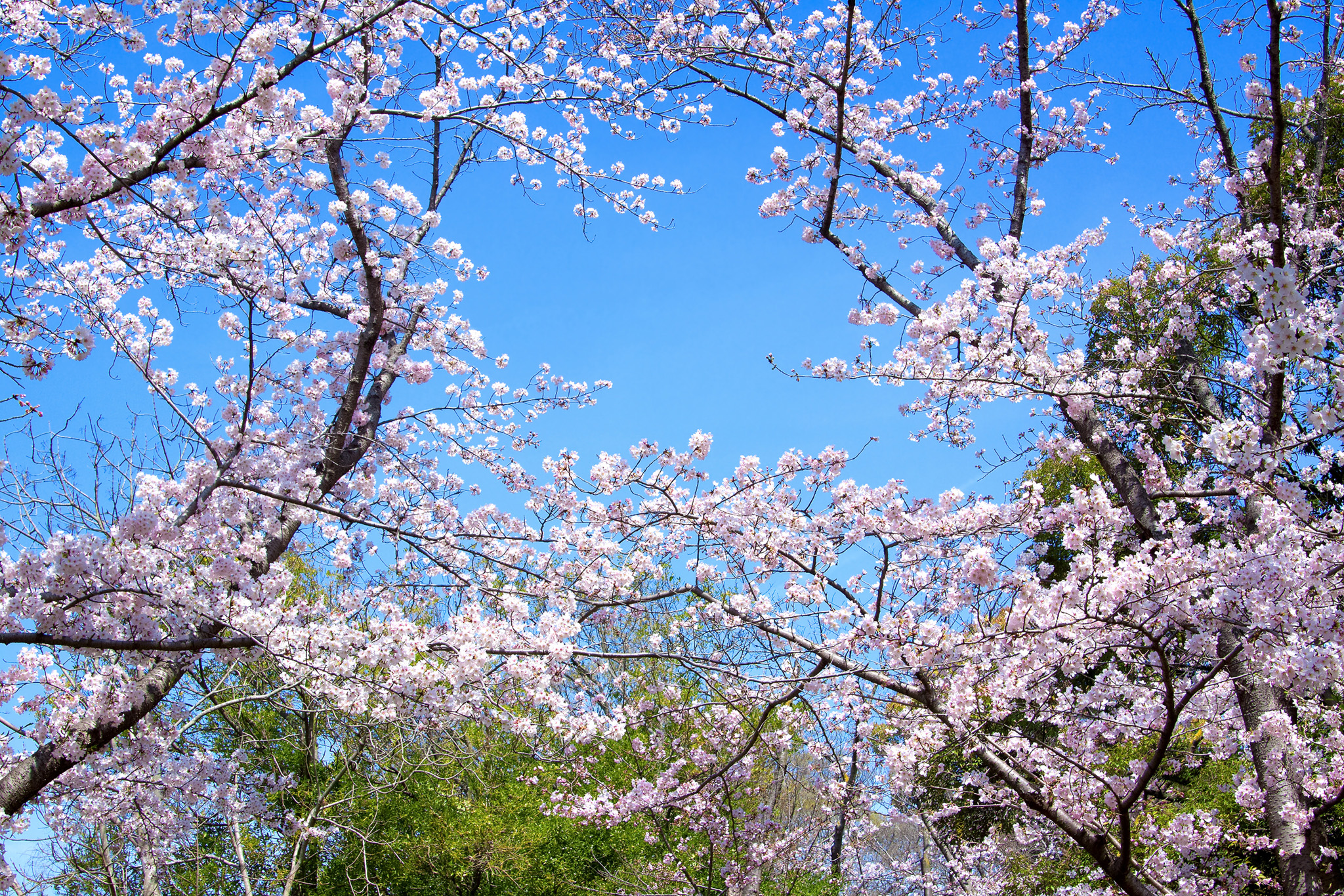 桜