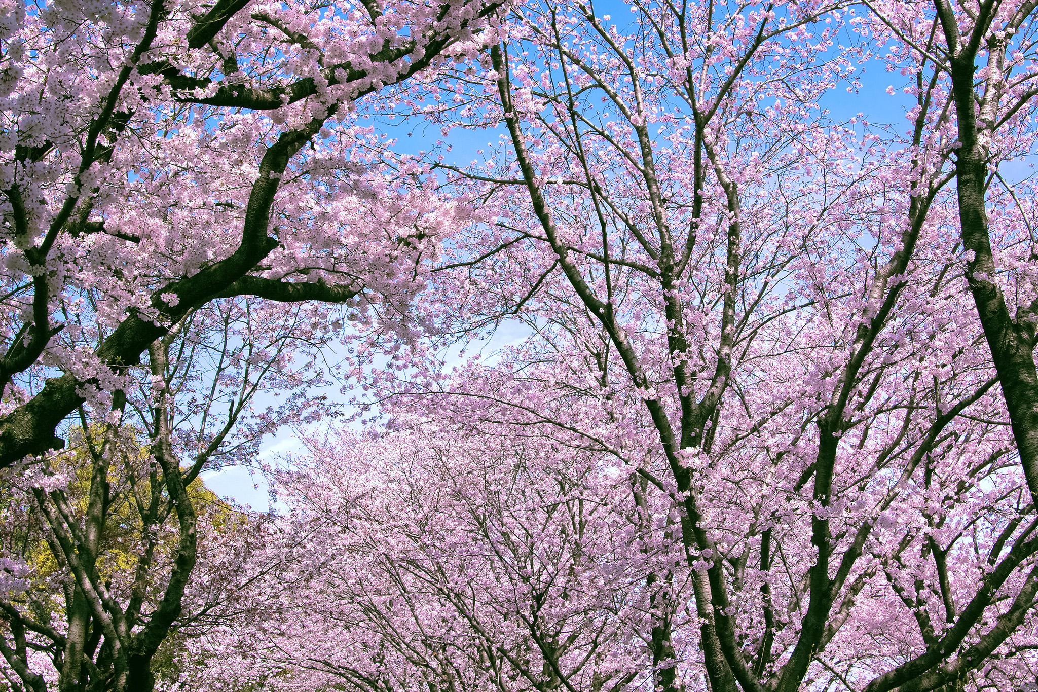 桜