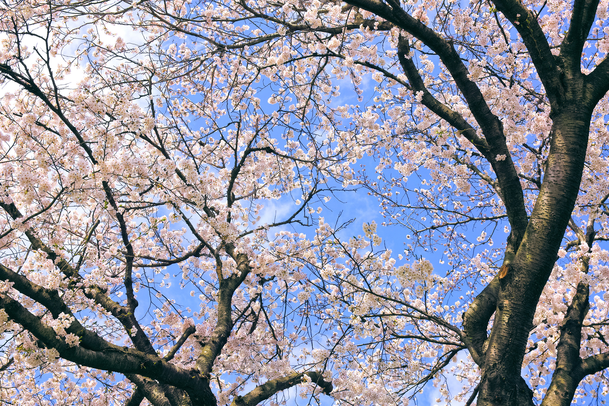 桜