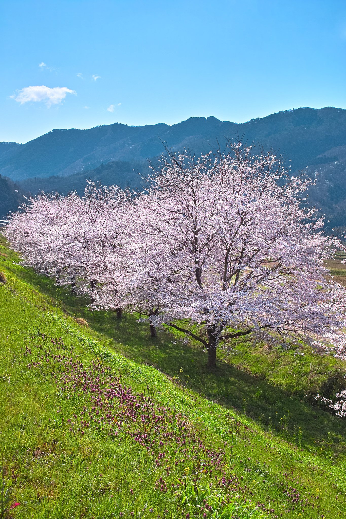 桜