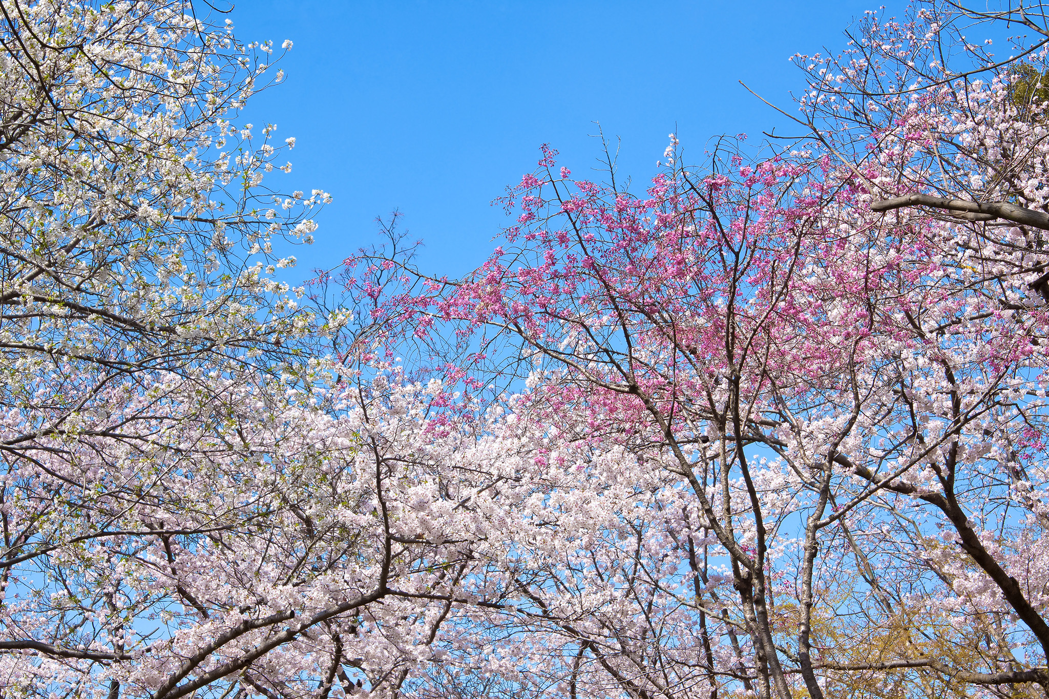 桜