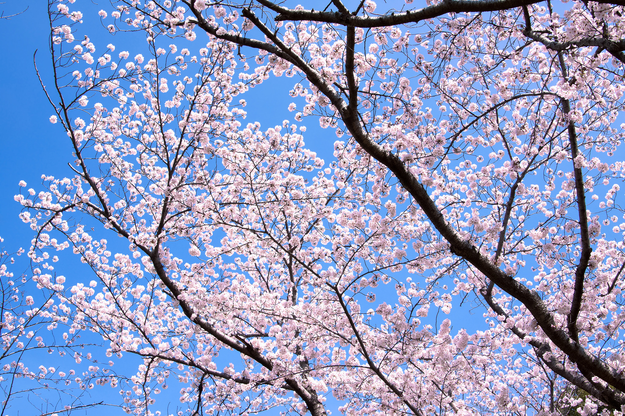 桜