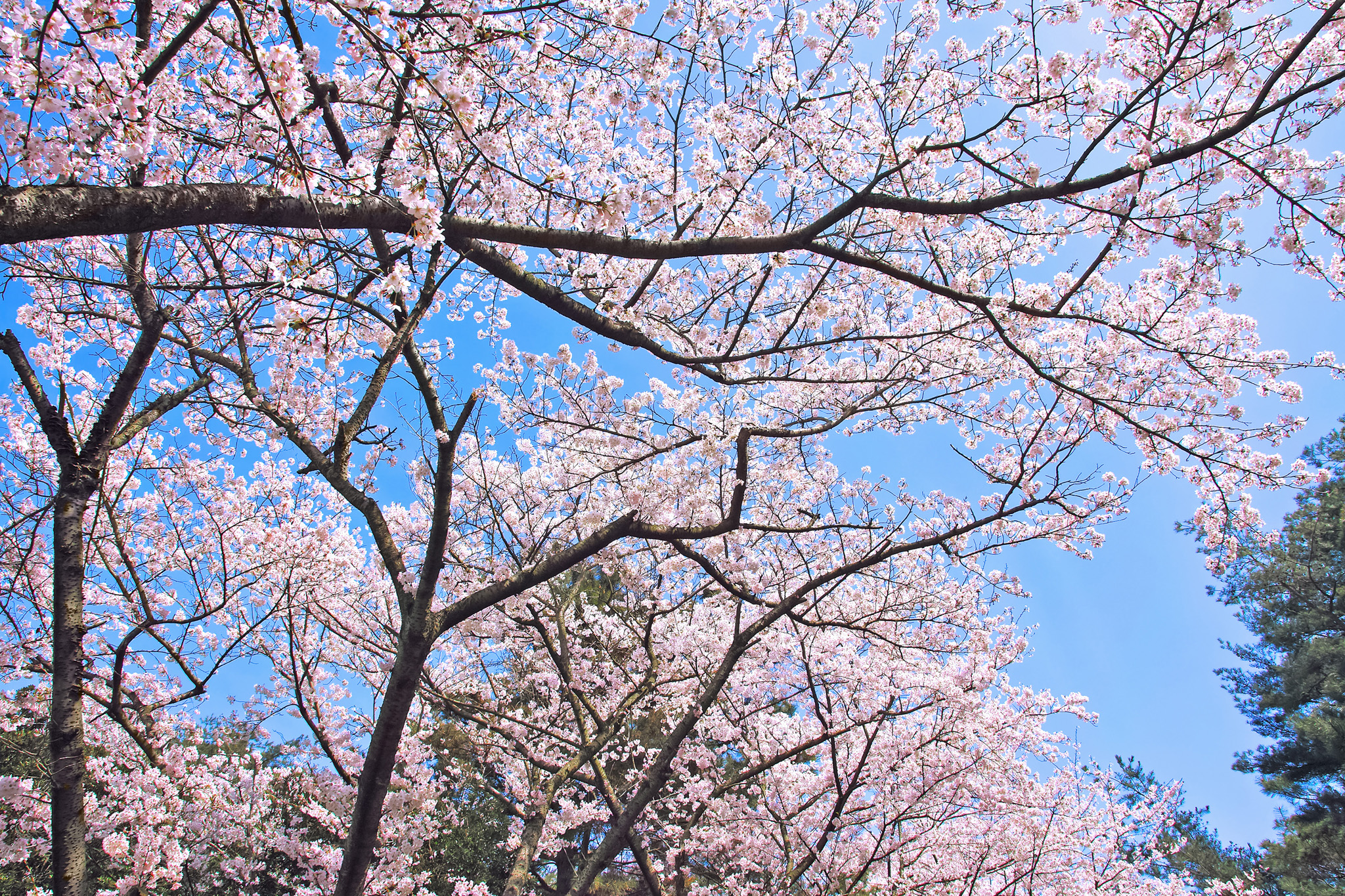 桜