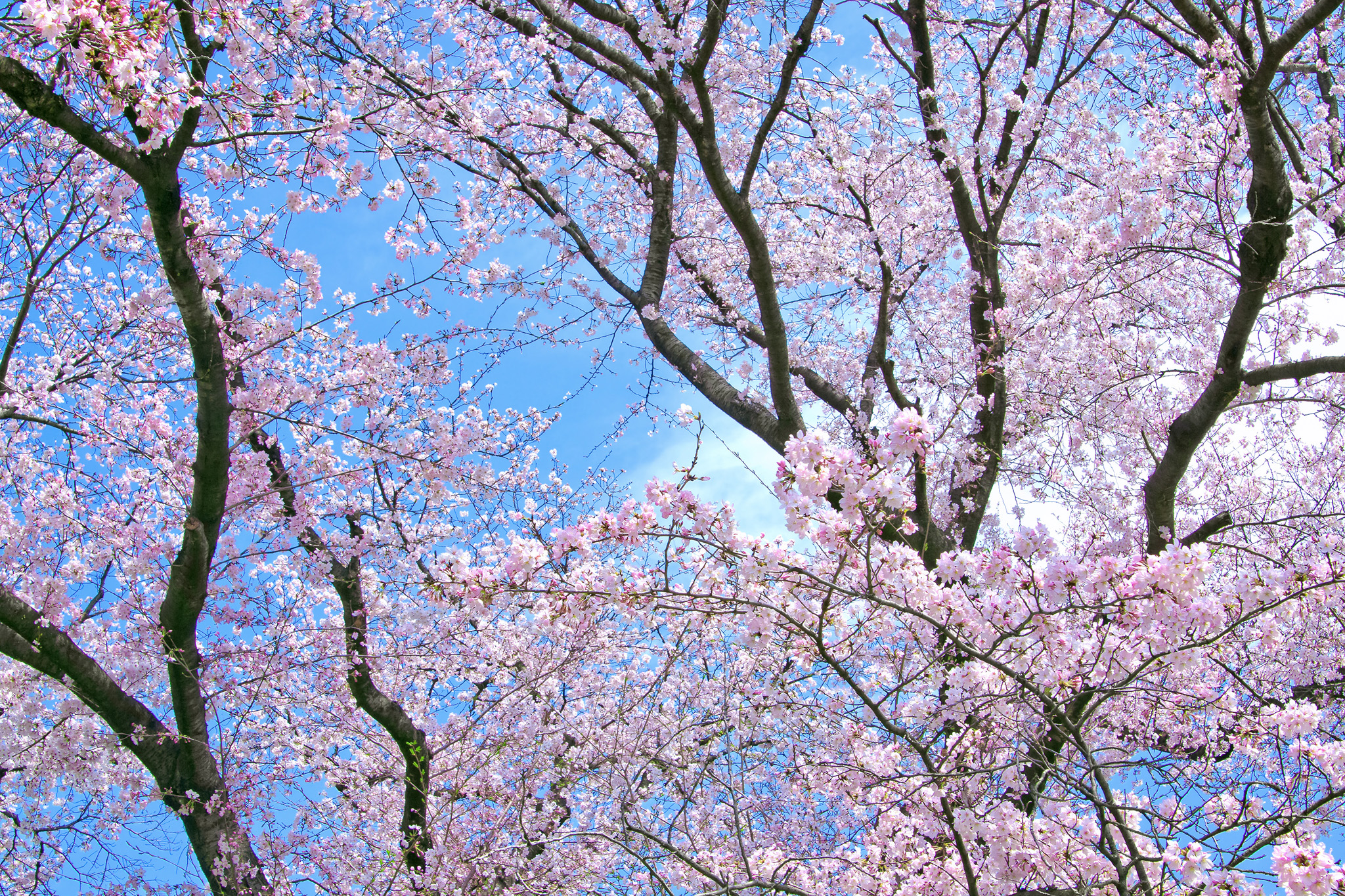 桜