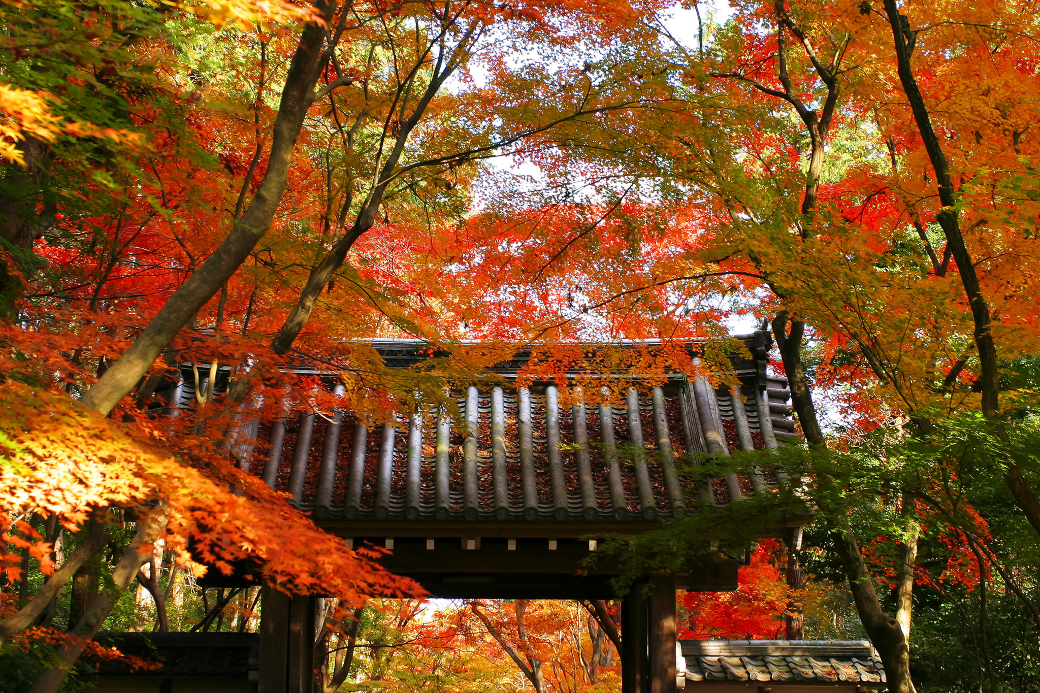 紅葉が鮮やかな京都の寺院 の画像 写真素材を無料ダウンロード 1 フリー素材 Beiz Images