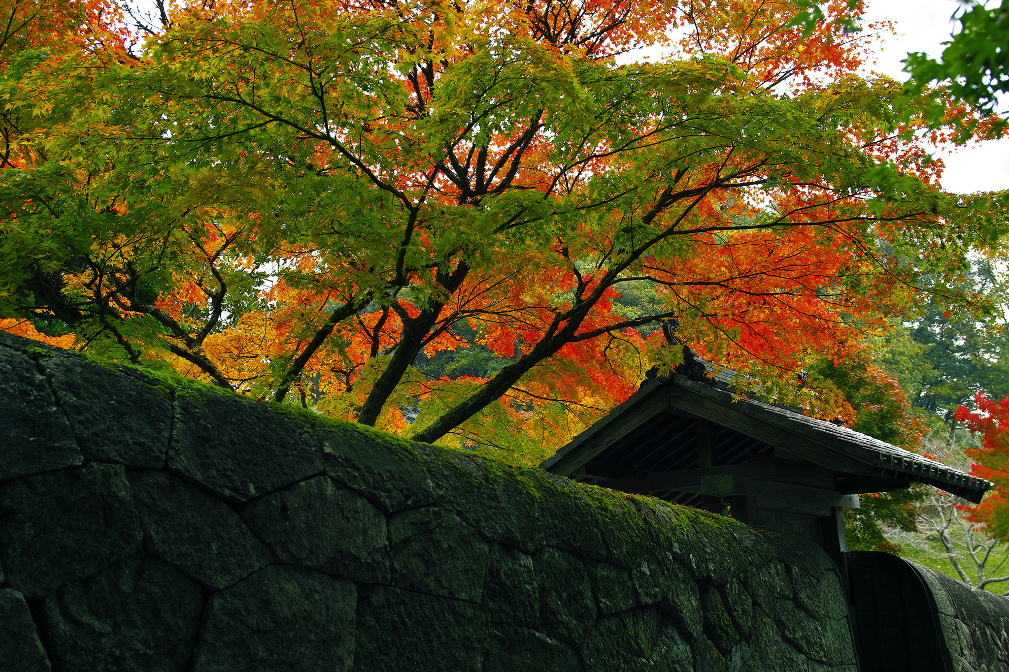 紅葉の和風景 の画像 写真素材を無料ダウンロード 1 フリー素材 Beiz Images