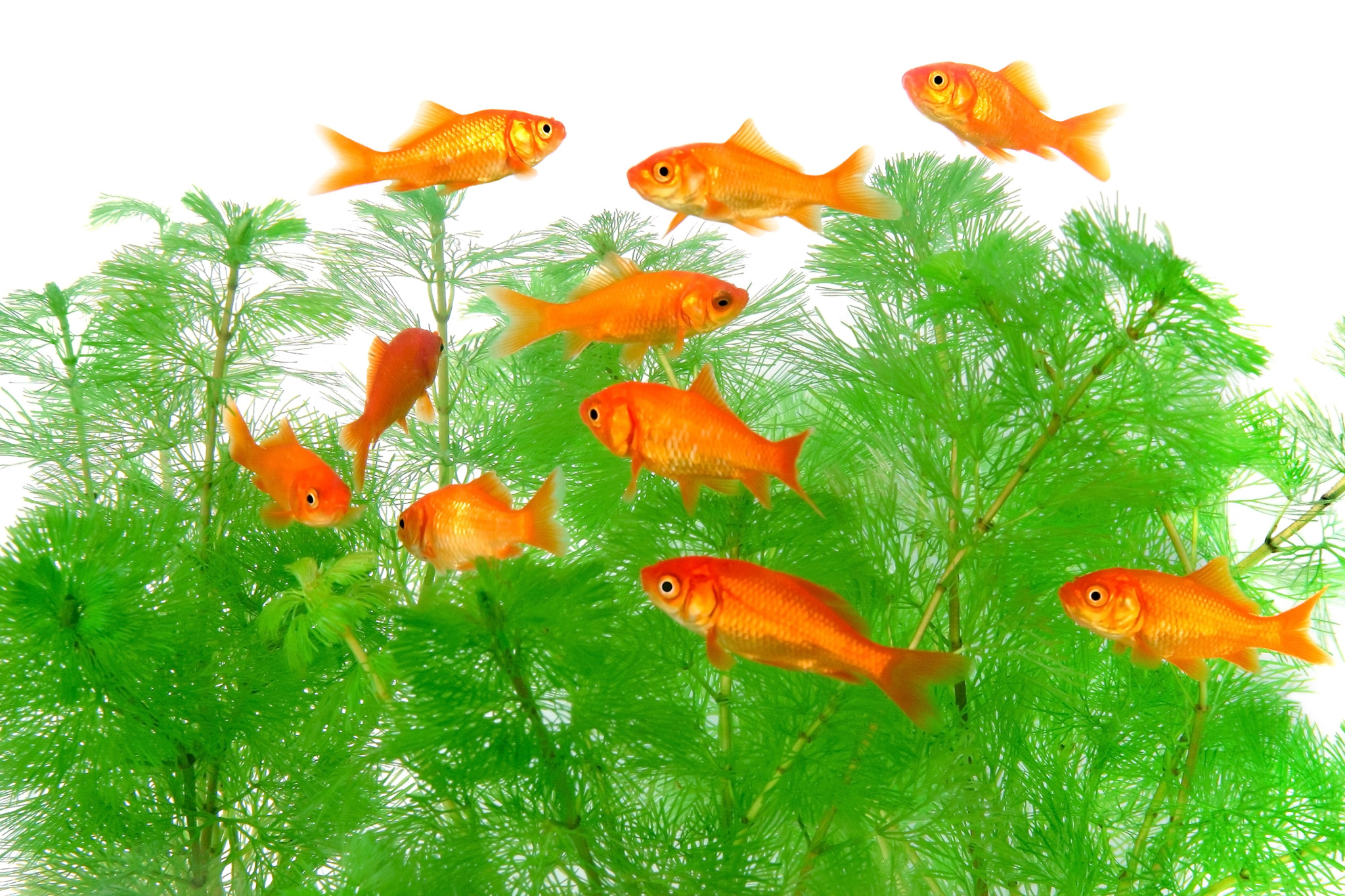 10匹の赤い金魚と水草 の画像 写真素材を無料ダウンロード 1 フリー素材 Beiz Images