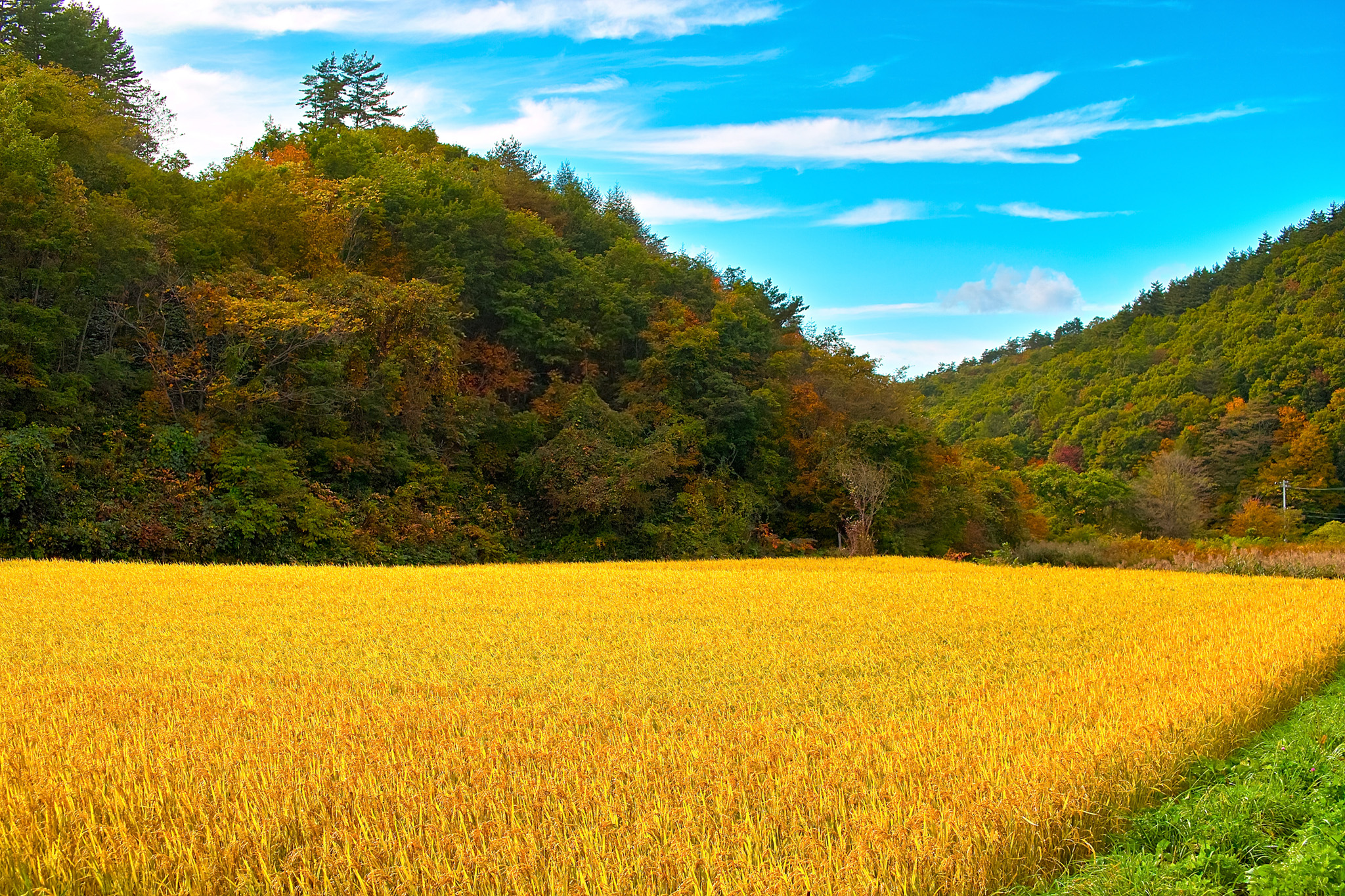 「稲が実る秋の田園」のテクスチャを無料ダウンロード