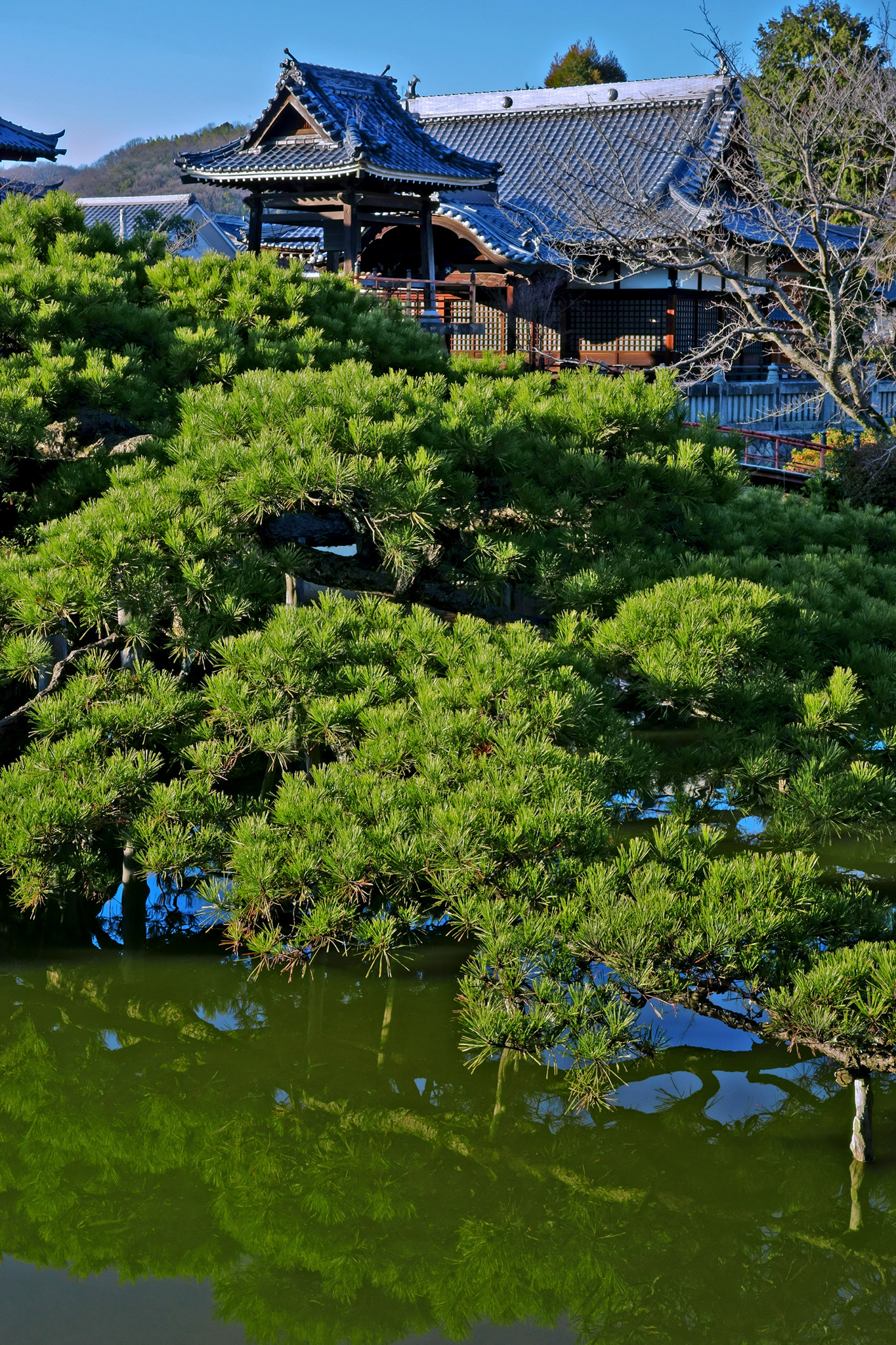 「池と松と日本寺院」のテクスチャを無料ダウンロード
