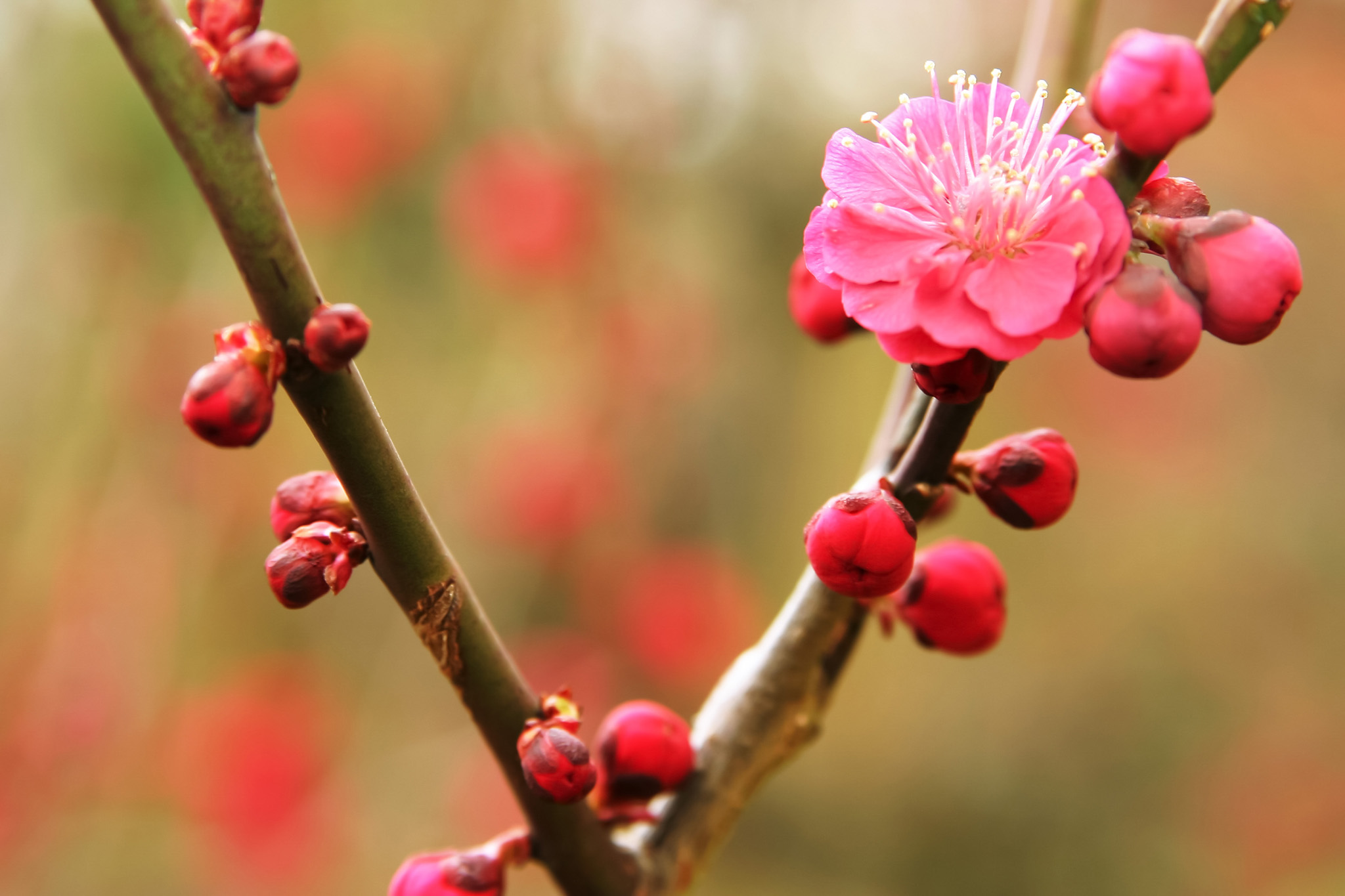 「ピンクの花咲く初春の梅」のテクスチャを無料ダウンロード