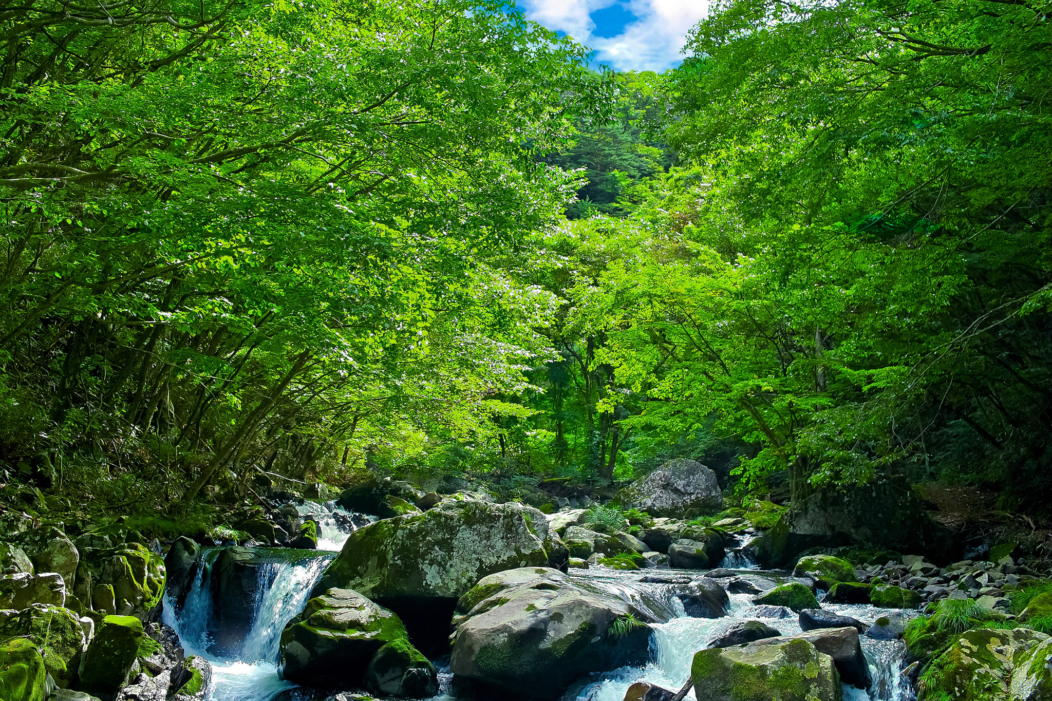 緑あふれる林の中を流れる夏の清流 の画像 写真素材を無料ダウンロード 1 フリー素材 Beiz Images