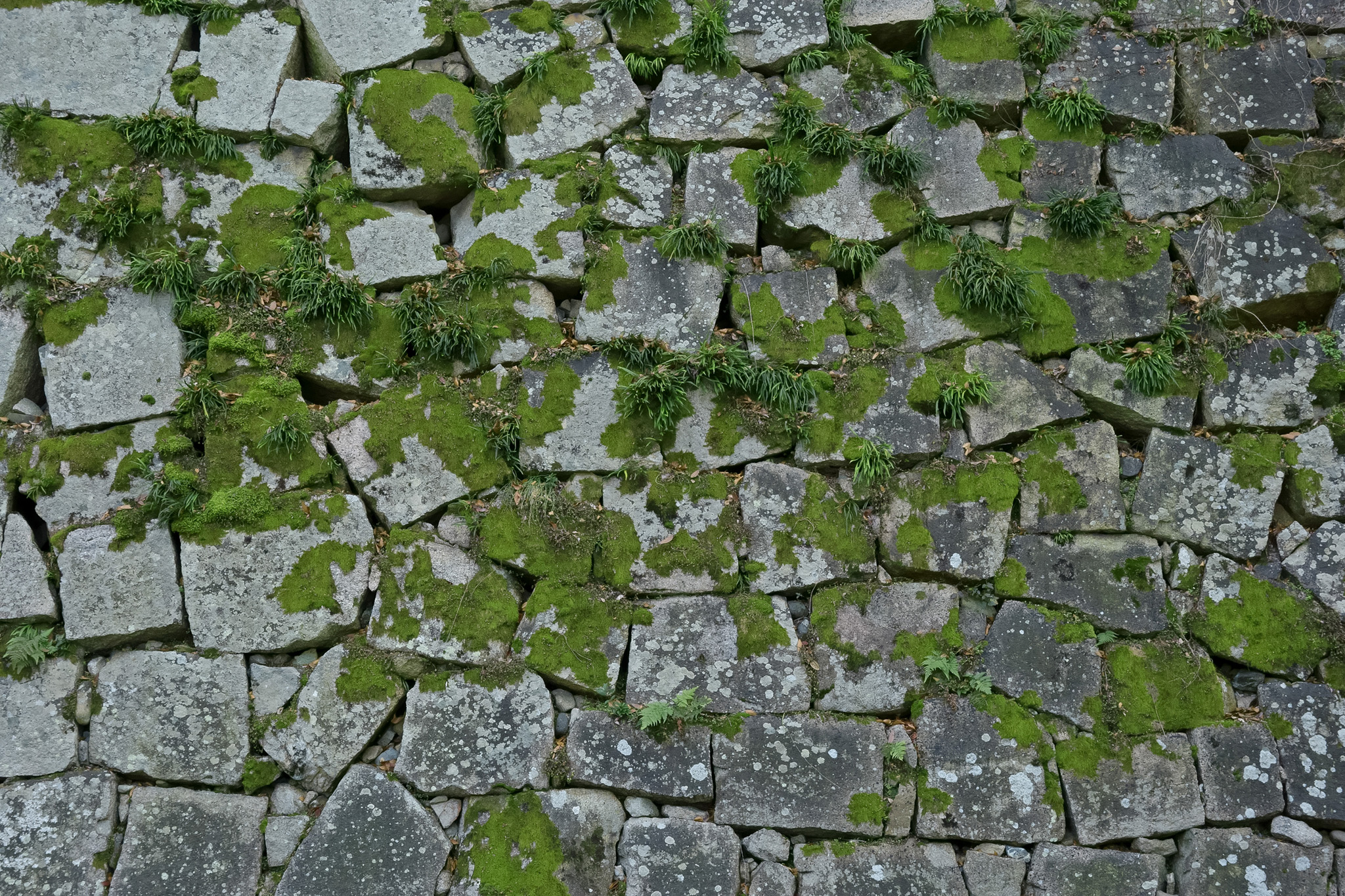 苔の生えた石の城壁 のテクスチャ素材を無料ダウンロード 1 フリー素材 Beiz Images